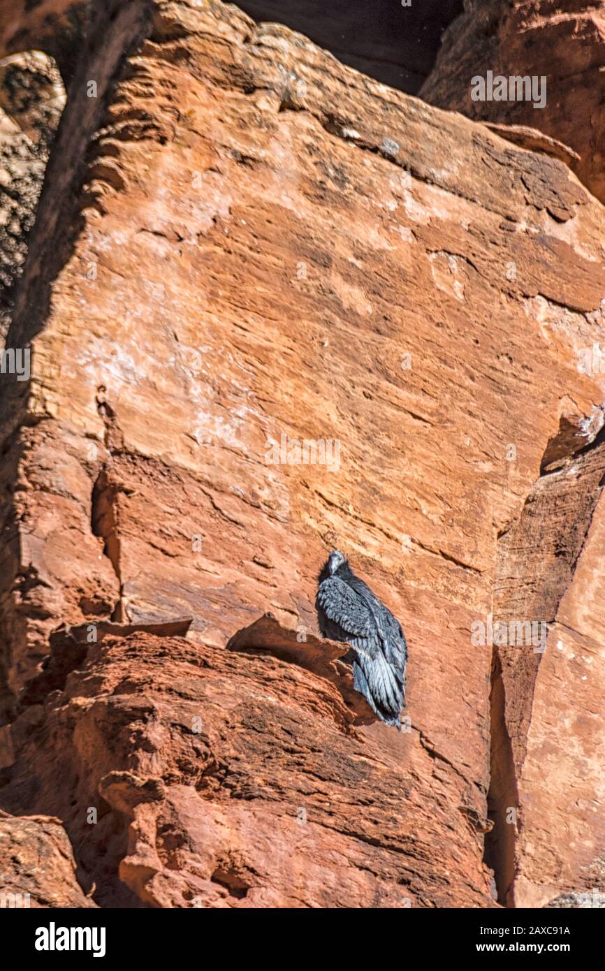 Der fünf Monate alte kalifornische Condor Chick, Gymnogicors californianus, ist 1000 #im Condor Recovery Program und der erste, der im Zion National Park flüght Stockfoto