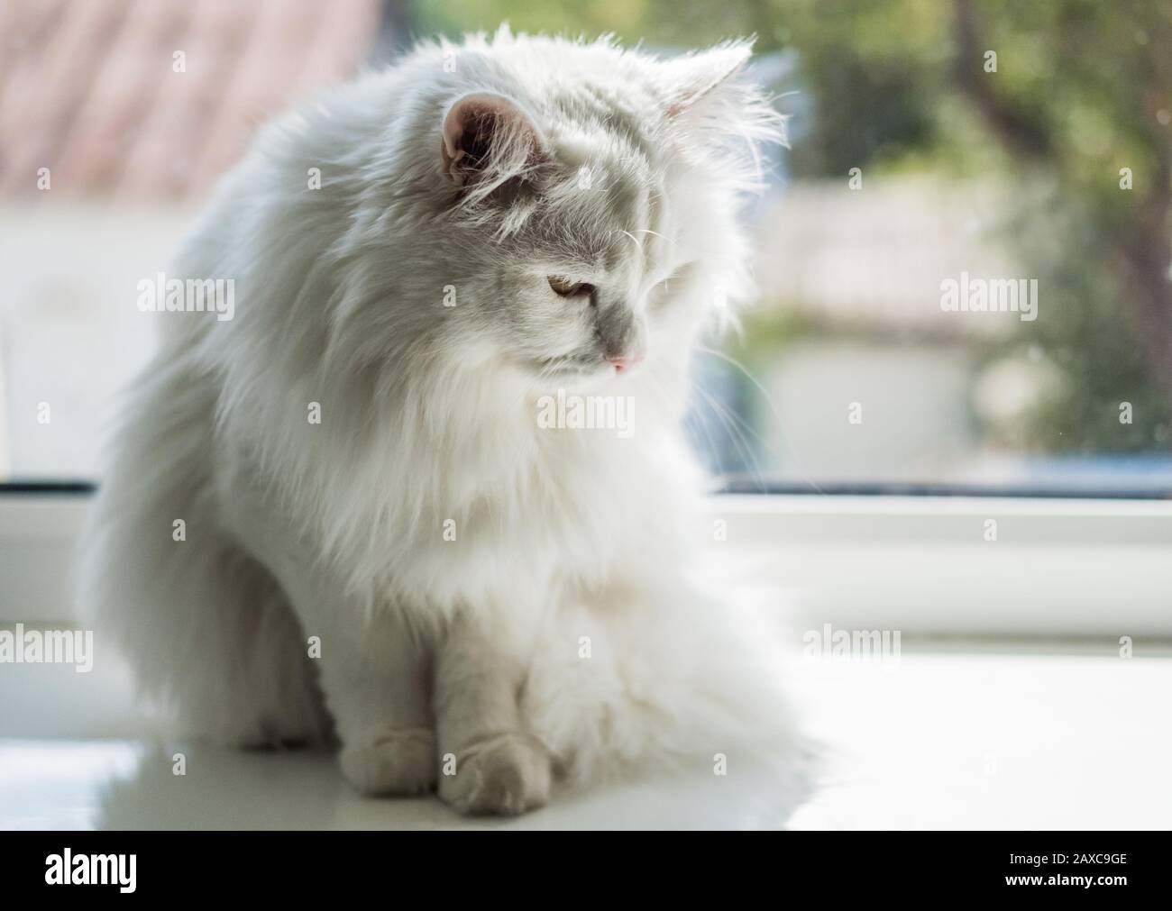 Weiße niedliche schöne, flauschige Katze mit orangefarbenen Augen sitzt auf einem Fensterbrett und blickt aus dem Fenster in die Straße Stockfoto
