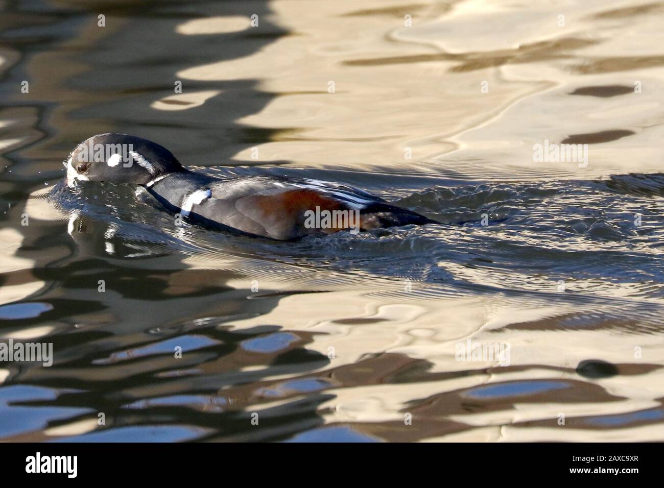 Männlicher Harlequin Duck im Hafen von Port Hope Stockfoto