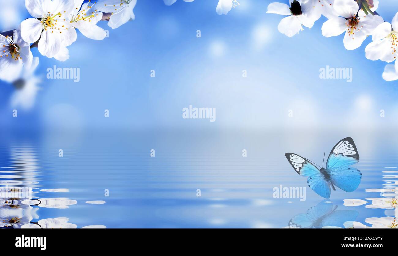 Blühen Sie den Baum über den Hintergrund der Natur und den Schmetterling. Frühlingsblumen. Federhintergrund. Stockfoto