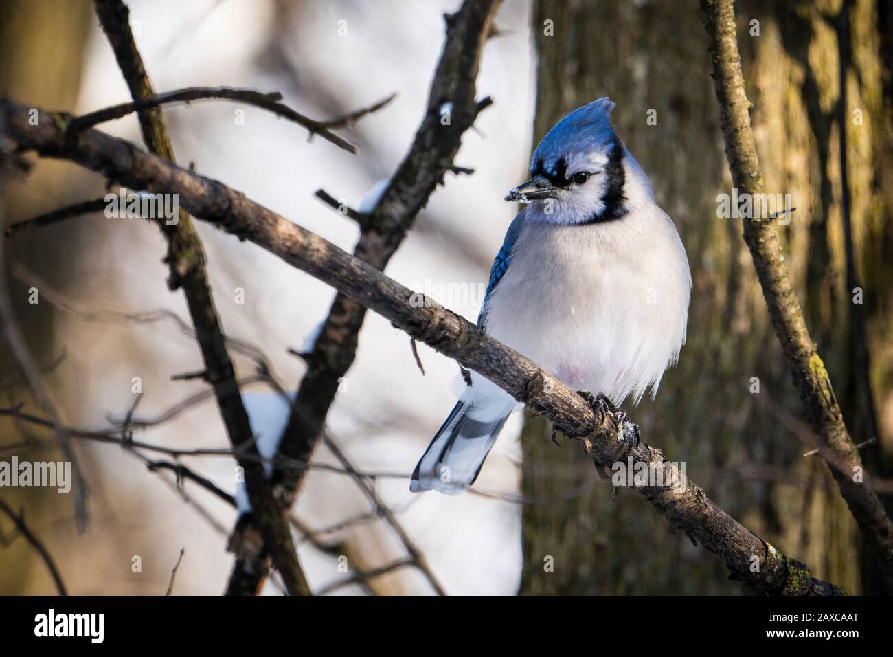 Blue Jay thront im Winter in einem Baum in der Nähe eines Vogelzubringers. Stockfoto