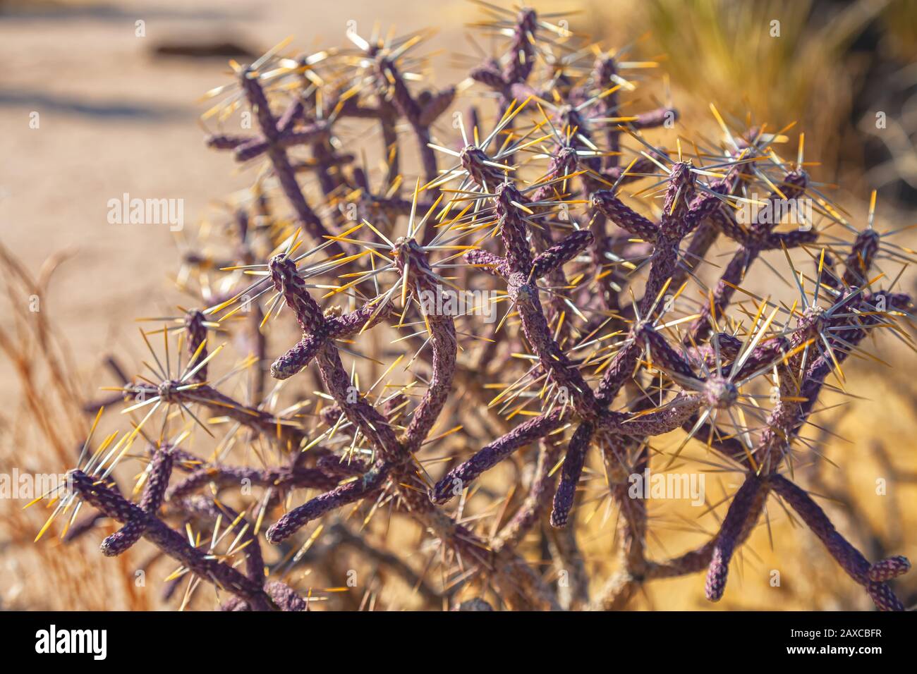 Verzweigte Pencil Cholla, Cylindropuntia ramosissima, Joshua Tree National Park, Kalifornien, Vereinigte Staaten. Stockfoto