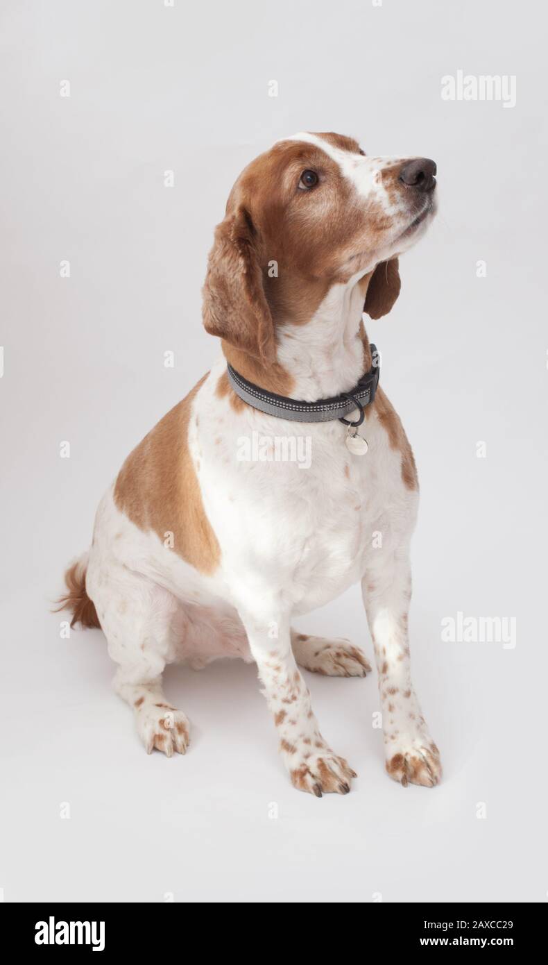 Ein walisischer Springer-Spaniel Stockfoto