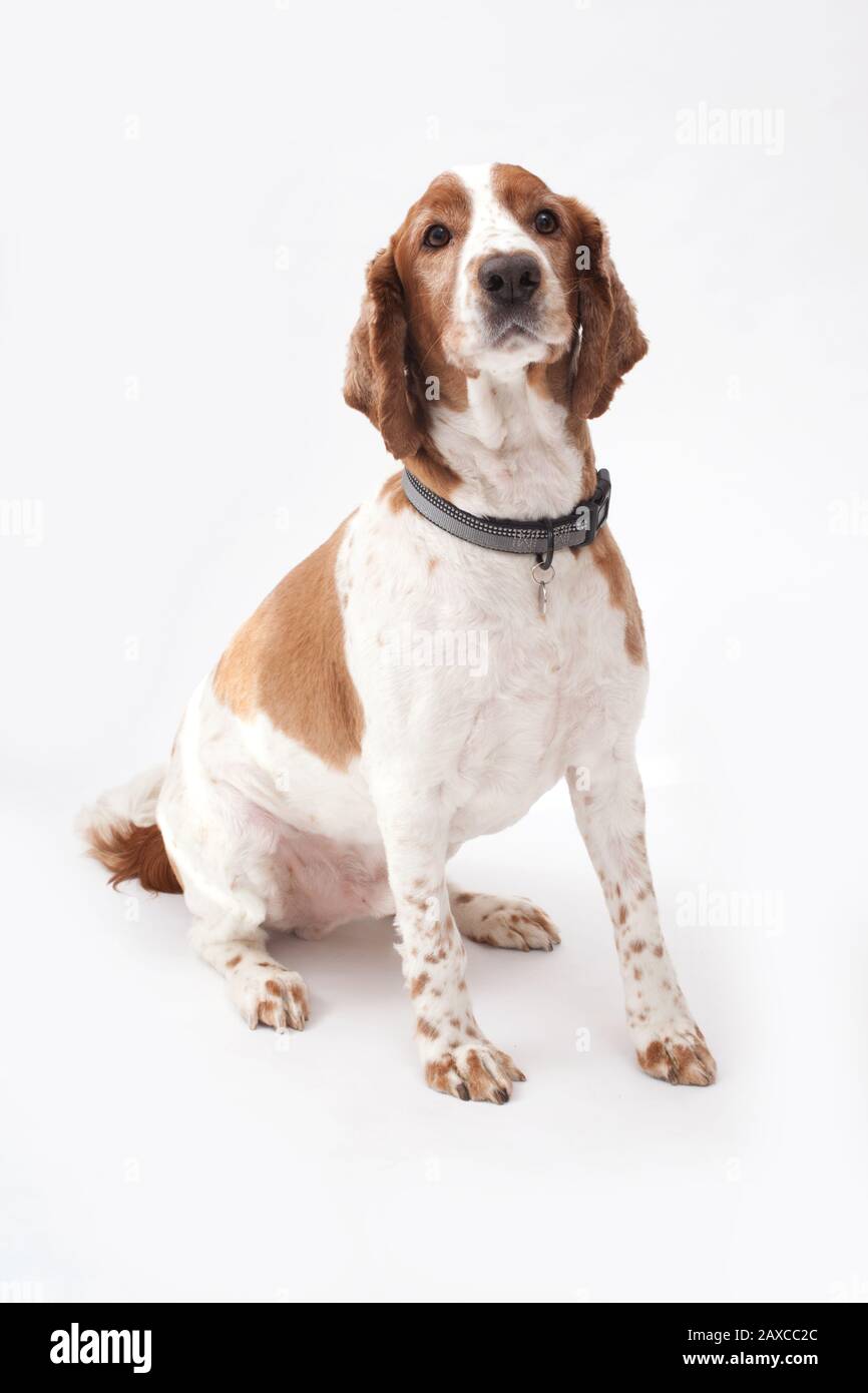 Ein walisischer Springer-Spaniel Stockfoto