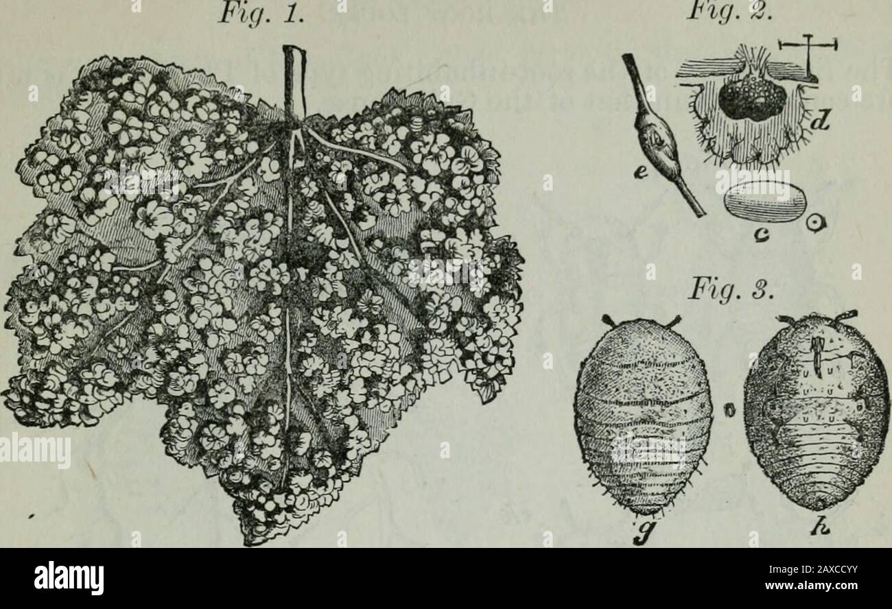 Anhang zu den Journalen des Senats und der Versammlung der ..session der Legislative des Staates Kalifornien . t respektiert die Phylloxera ähnelt den gemeinsamen Pflanzenläusen (Aphis), der Hauptunterschied ist, dass ihre Flügel flach liegen und auf der Rückseite überschlagen, statt auf Dachmode errichtet zu werden; Und dass die dreigelenkigen Antennen das Anschlussgelenk viel am längsten haben. Alles ist klein, die perfekte geflügelte Form der Vine Louse, die ein 20. Zoll langes Atem ist. Sein besonderes Merkmal ist die große Vielfalt an Formen, die es unter verschiedenen Kir-Kumpelstellungen annehmen kann. A Stockfoto