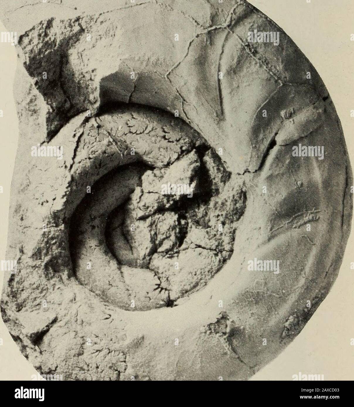 Annalen des südafrikanischen Museums = Annale van die Suid-Afrikaanse Museum. B Abb. 11. Saghalinites cala (Forbes). SAS H163b/2, aus der St. Lucia Formation, Maastrichtian I-II, an der Ortschaft 20, südlich des Mfuthululululululu-Sees, östlich südöstlich von Mtubatuba, Zululand. Die Probe zeigt grobe Seitenfalten, die mit Verengung, einem deutlich schwulzenden venter und Spiralritzen an der Flanke und am venter, 1 x, assoziiert sind. KREIDEFAUNAS AUS SÜDAFRIKA 171 Lectotyp D Wb Wh WbjWh U SASH61/11 76,5 29,2(38) 21,9(28) 1,33 36,1(47) SAS H163/D 89,0 38,5(43) 28,2(31) 1,36 40,5(45) BMNHC78855 bei 28,2(11,9), 11,9 Stockfoto