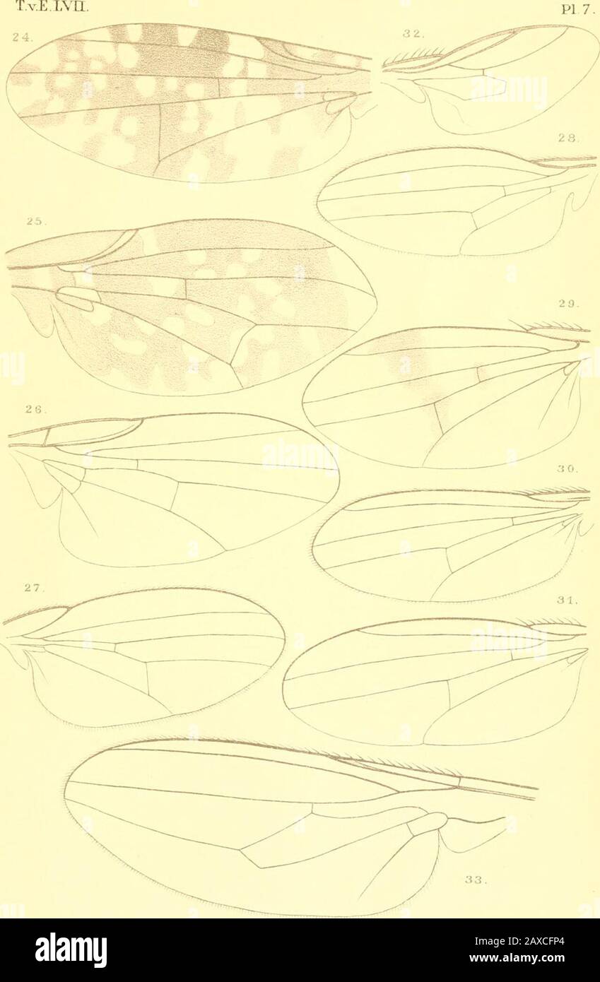 Tijdschrift voor entomologie . (1p Meijer e del. PA PW.MTrap. De. Mal}ere del. F^RVvMTrap imp^ Tous les journaux et ouvrages, destinés à la Société entomo-logique des Pas-Bas, doivent être adressés, autant que possibile la poste, au Secrétaire. Lexpédition du,,Tijdschrift voorEntomologie est faite par lui. SI lon na pas reçu le numéroprécédent, on est prié de lui adresser sa Réclaimation sans aucunretard, parce quil ne lui serait pas possible de faire droit à desRéclamations tarics. D. VAN DER Hoop, Secrétaire de la Société entomologique des Pa}s Bas, Mathenesser laan 2ß2, Rotterdam Stockfoto