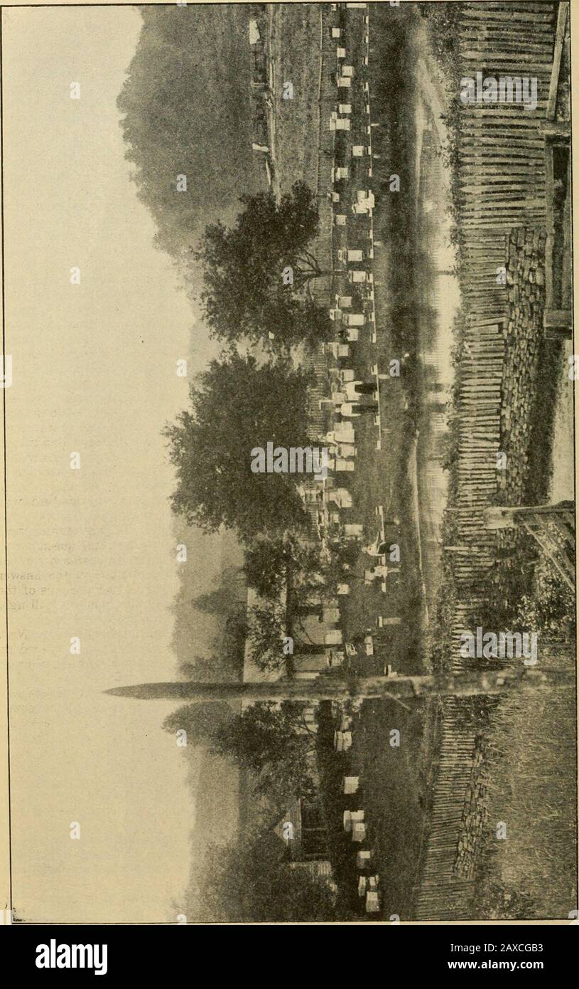 Das Leben in der Bienenkultur . s der ursprünglichen Königinnen alle sanft ein Jahr, alle uglyforever danach. Sagt jemand, dass die Handhabung schlecht ist? Nun, ich habe den ursprünglichen Hof behandelt und anderen geholfen, und ich bin kein Frühlingshuhn im Bienengeschäft. Bienen sind konträre Ah! Herr Crane objectsto mein Sprichwort "Little Cusses" (ein Kuss entspricht einem Kunden), also werde ich eine alte neue England-Phrase verwenden und sagen, dass sie konträre kleine Kriterien sind. Providence, R. I. VON VIER BIS HUNDERT KOLONIEN VON CURD WALKER Vor Siebzehn Jahren, etwa einem Jahr bevor ich jemals Gleanings sah, kaufte ich zuerst Myfirst Bees. Sie befanden sich in einem Schachthieb in der Nähe Stockfoto