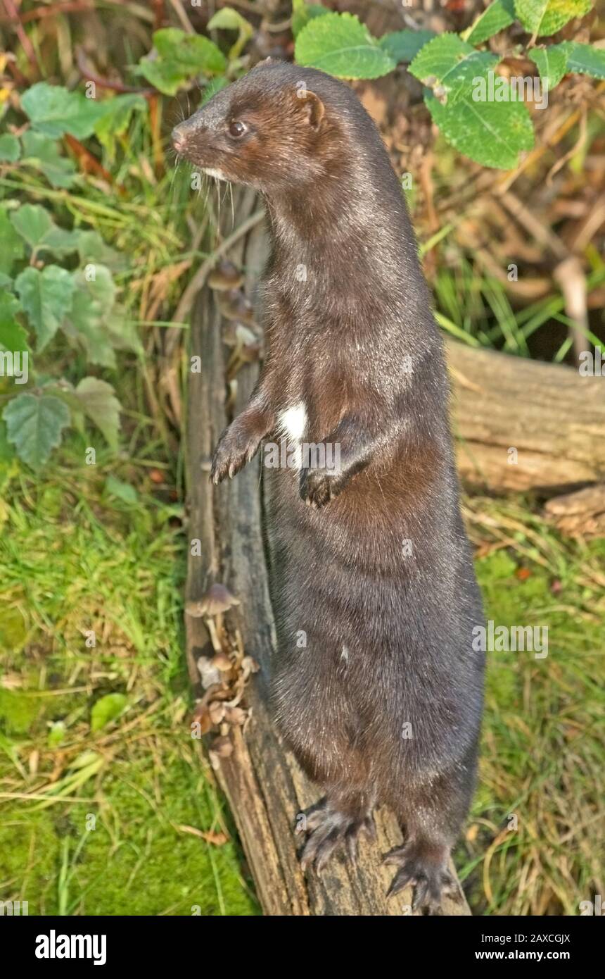 AMERIKANISCHER Nerz Mustela Vison Stockfoto