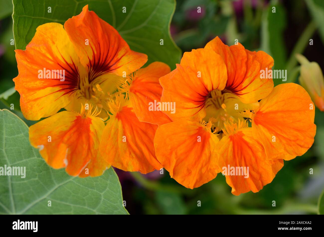 Nasturtion. Nahaufnahme von zwei orangefarbenen Blumen mit roten Streifen an den Kronblättern. Stockfoto