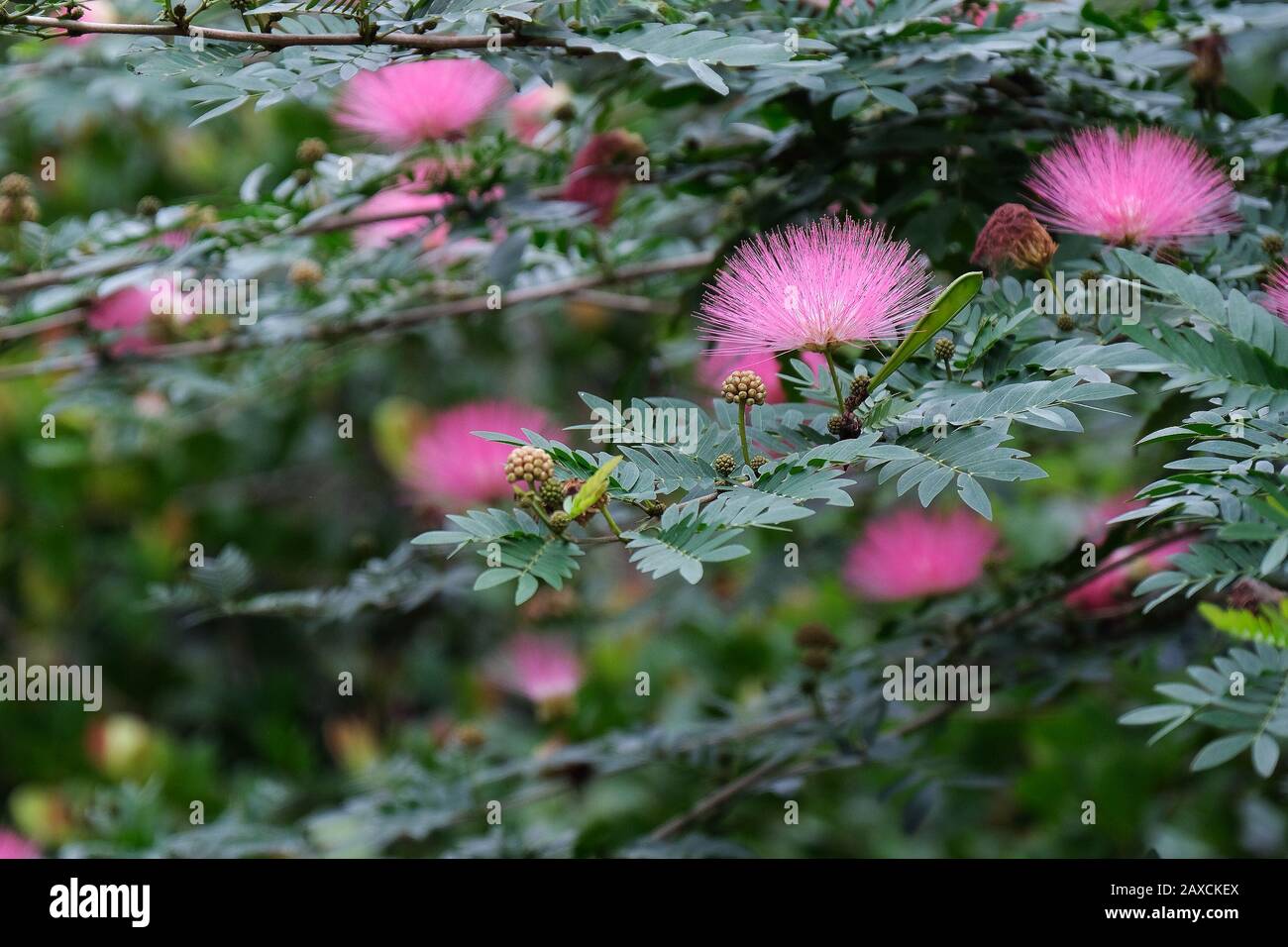 Flauschige rosafarbene Blumen verschwommen gegen eine Masse grüner Blätter Stockfoto