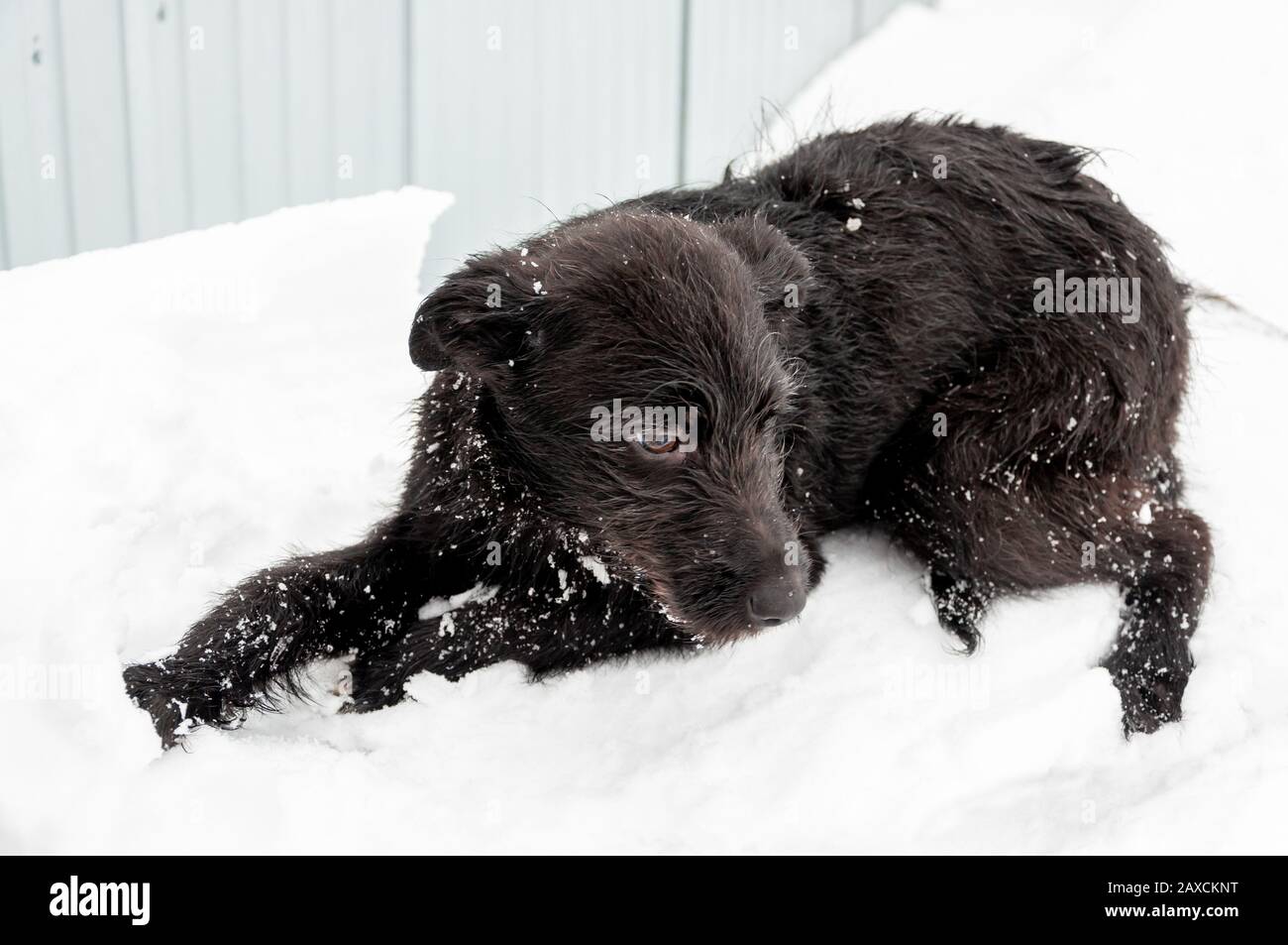 Süßer schwarzer Welpe, der an einem schönen Wintertag auf einem Hundewanderplatz in der Landschaft bei flauschigem Schnee Spaß macht Stockfoto