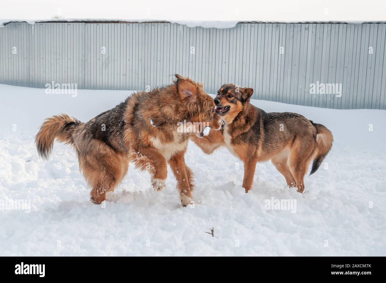 Große, niedliche und schöne rote Hunde spielen fröhlich und fröhlich miteinander, laufen und springen auf der schneebedeckten Fläche und genießen einen Spaziergang im Freien Stockfoto