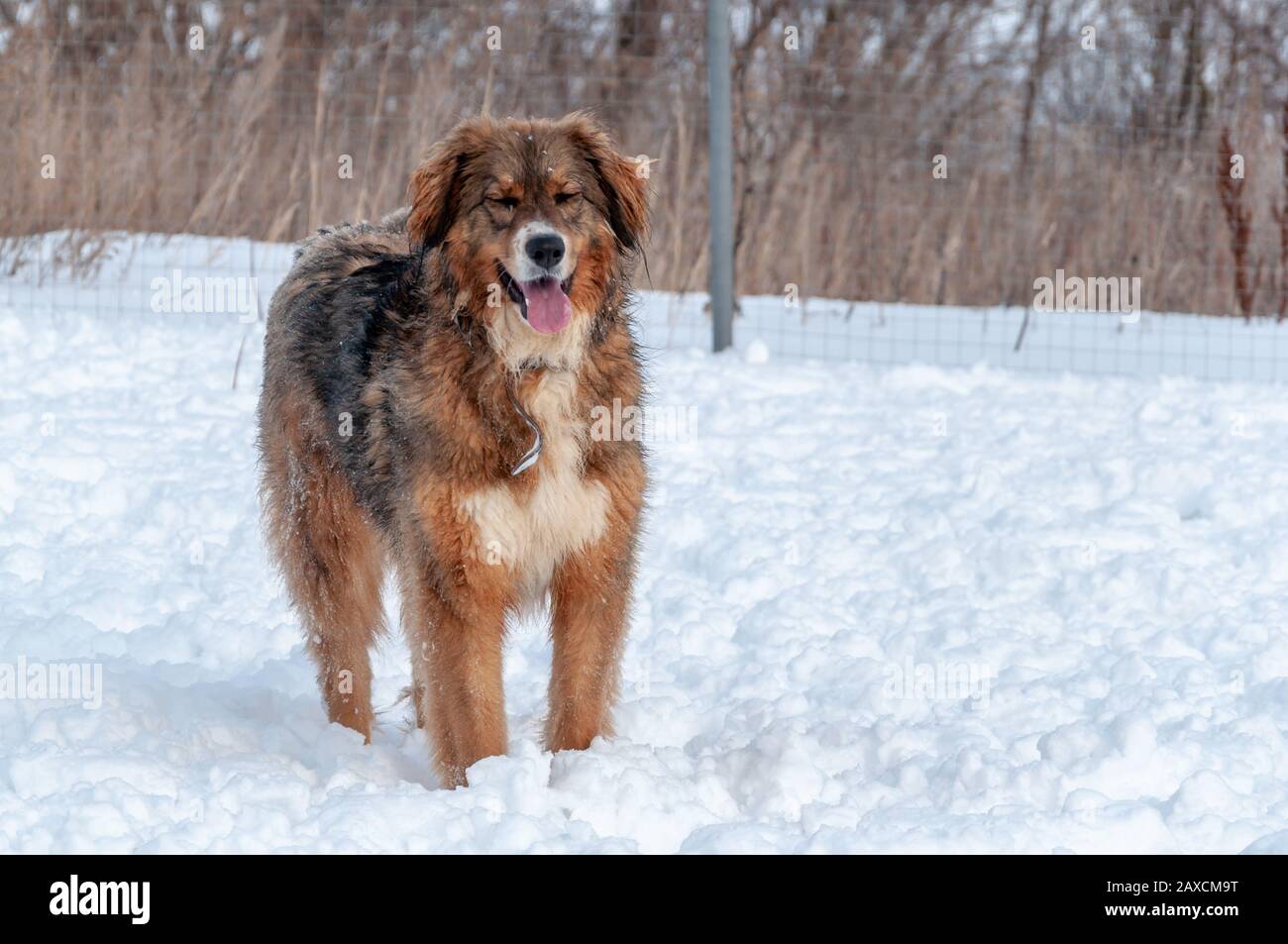 Große süße und schöne rote Hundespiele, Lauf und springe auf der schneebedeckten Fläche, und genieße einen Spaziergang im Freien an einem schönen Wintertag Stockfoto