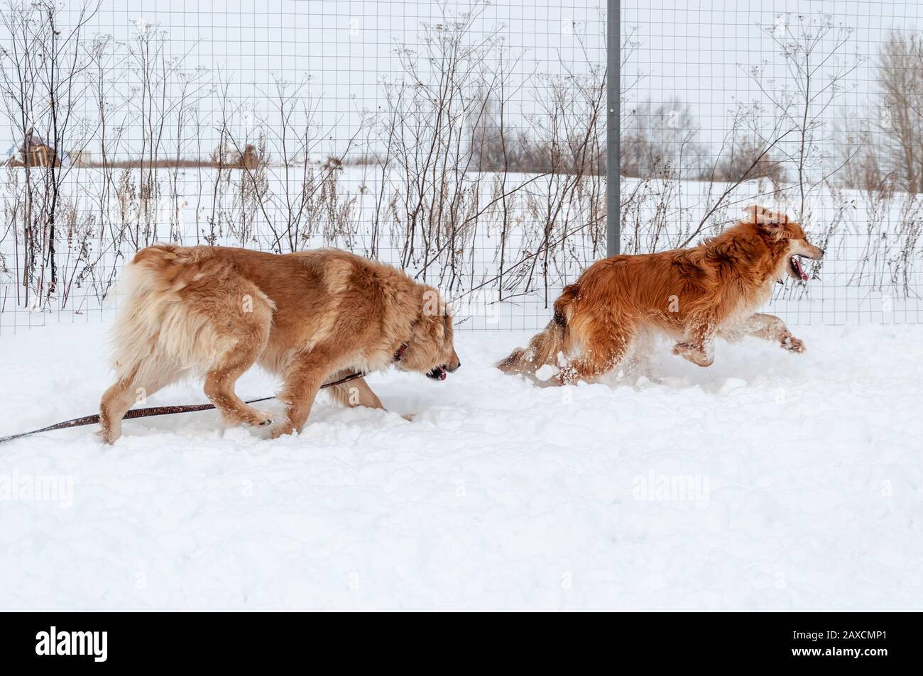 Große, niedliche und schöne rote Hunde spielen fröhlich und fröhlich miteinander, laufen und springen auf der schneebedeckten Fläche und genießen einen Spaziergang im Freien Stockfoto