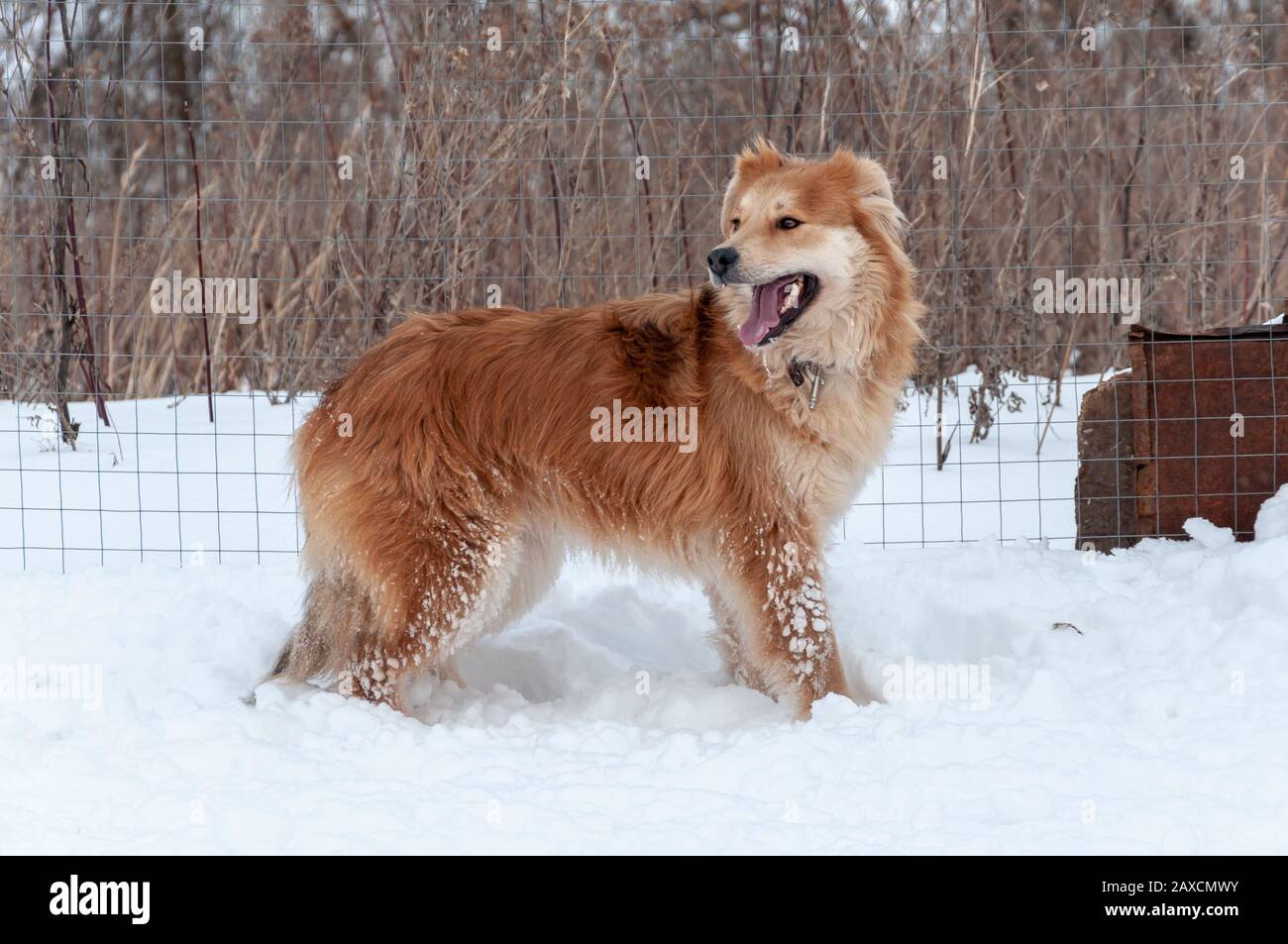 Große süße und schöne rote Hundespiele, Lauf und springe auf der schneebedeckten Fläche, und genieße einen Spaziergang im Freien an einem schönen Wintertag Stockfoto