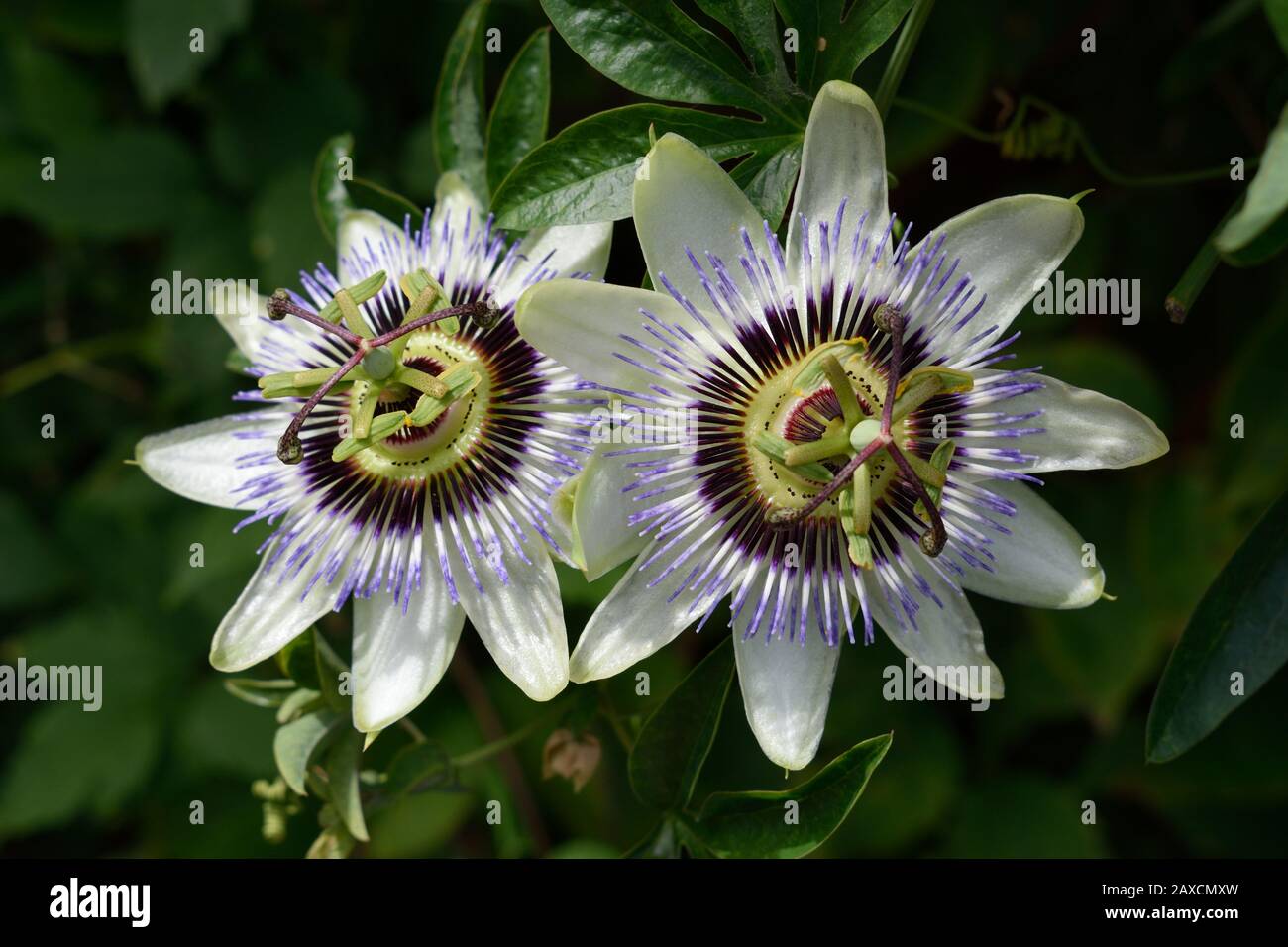 Passionsblume. Nahaufnahme von zwei Blumen mit hellblauen Kronblättern und dunklerem blauen Staubblatt und grünen Zentren. Stockfoto