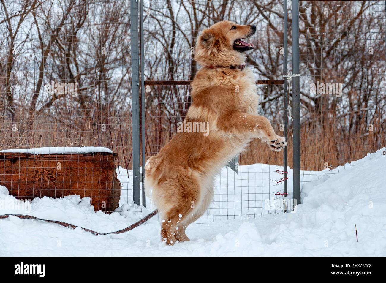 Große süße und schöne rote Hundespiele, Lauf und springe auf der  schneebedeckten Fläche, und genieße einen Spaziergang im Freien an einem  schönen Wintertag Stockfotografie - Alamy