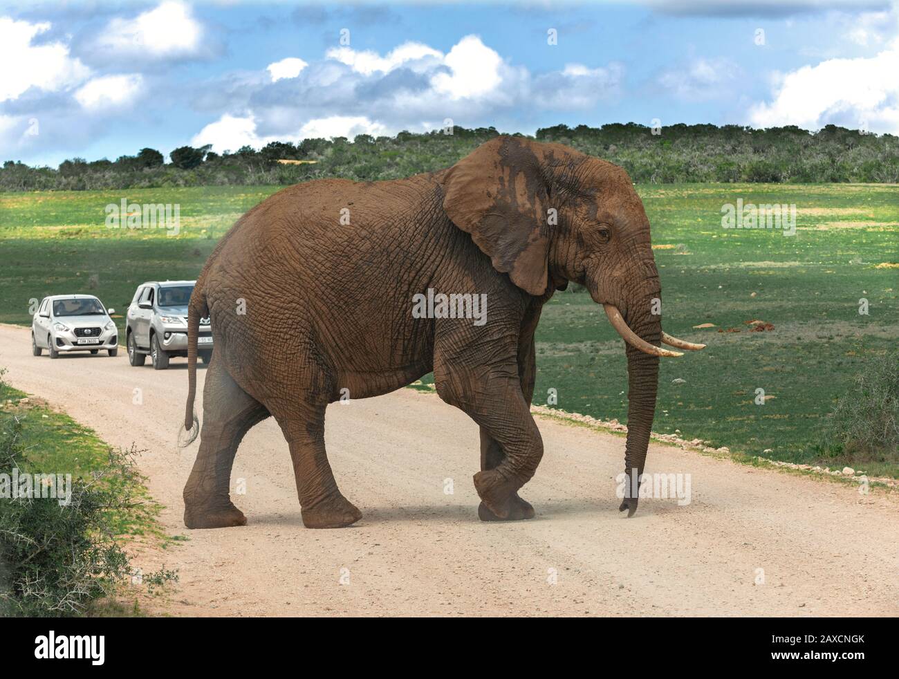 Großer Schlamm gespatterter afrikanischer Elefant spaziert über die Straße vor Touristenkraftwagen im Addo Elephant National Park, Ostkaper, Südafrika Stockfoto