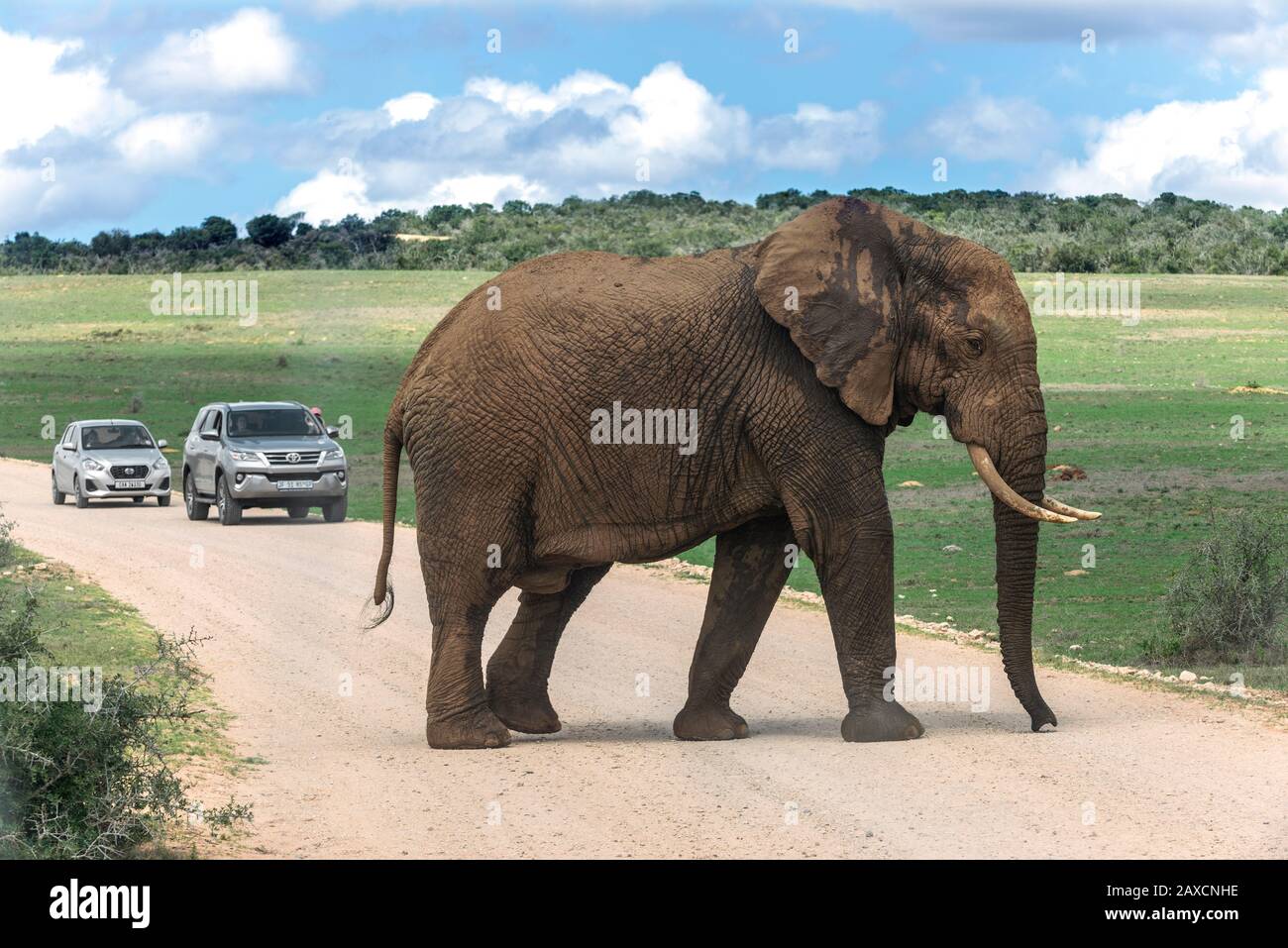 Großer Schlamm gespatterter afrikanischer Elefant spaziert über die Straße vor Touristenkraftwagen im Addo Elephant National Park, Ostkaper, Südafrika Stockfoto