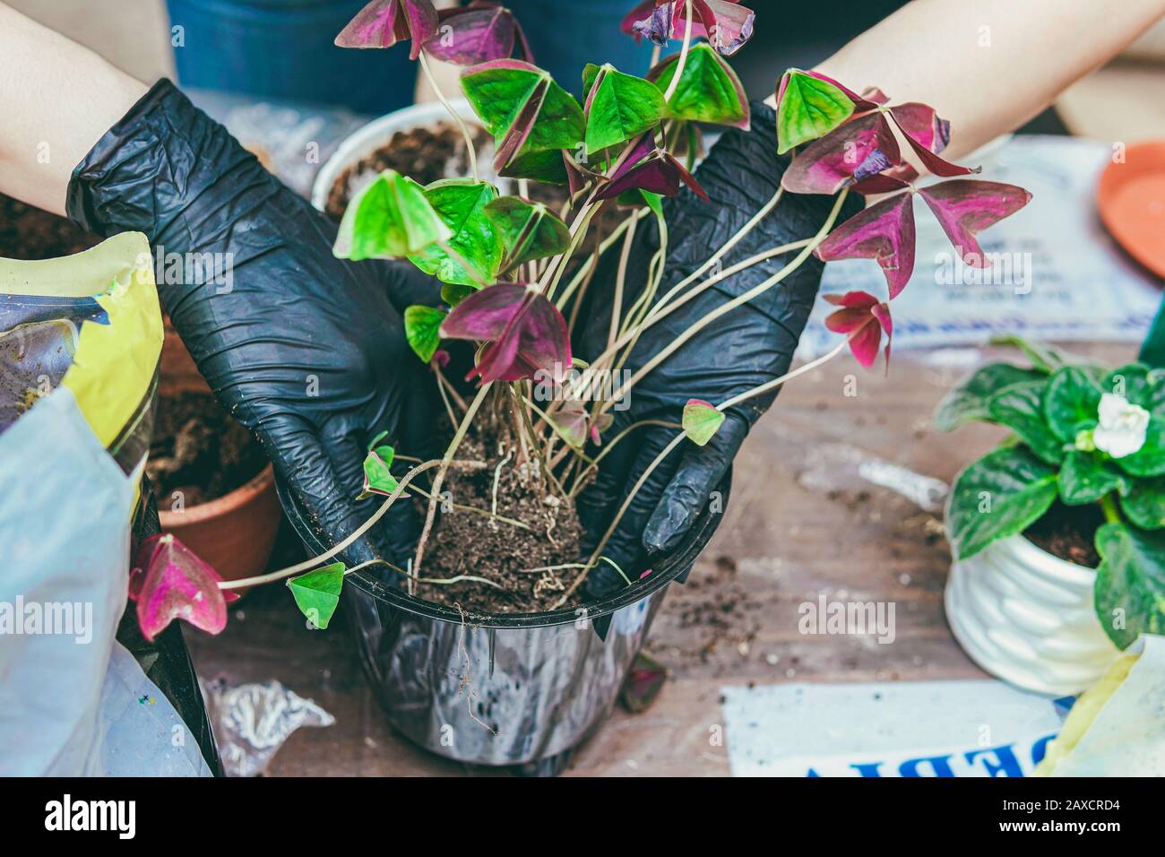 Frau kümmert sich mit Schaufel um Hauspflanzen. Hobby für die Innengärtnerei. Selektiver Fokus. Stockfoto