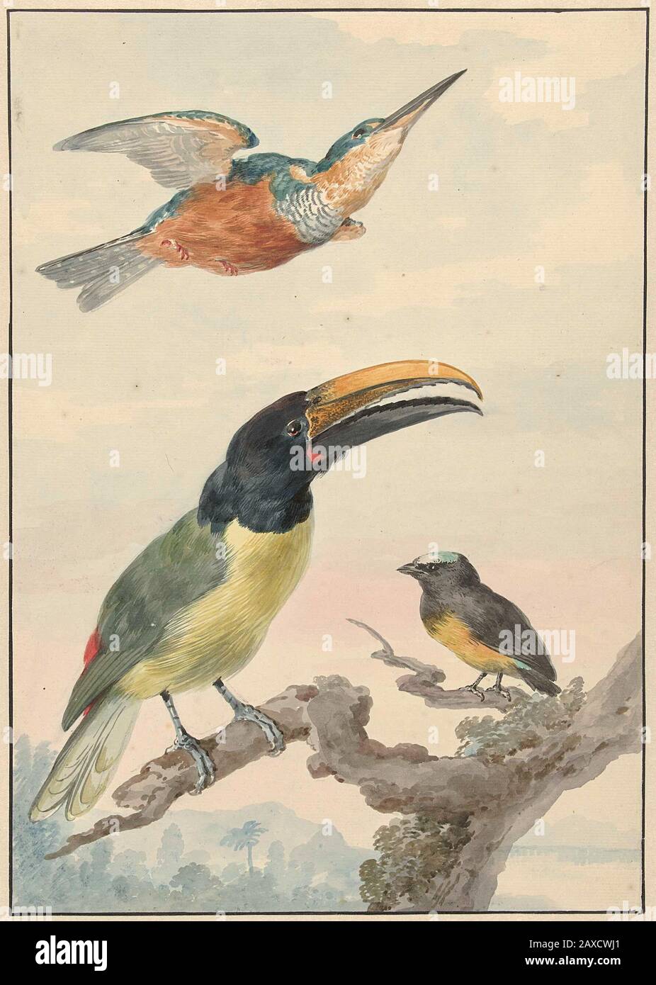 'Drie vogels: Een IJsvogel, een Prins von Wieds Toekan en een Organist; Iconclasscode 25F39(TOUCAN); Iconclasscode: 25F39(KINGFISHER); Zeichnung; aquarel; 1720 - 1792; 1720 - 1792; ' Stockfoto