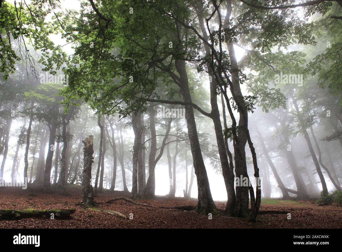 Buchen Sie im Wald Iraty (Baskenland, Frankreich, Spanien) im Nebel vom Juli Stockfoto