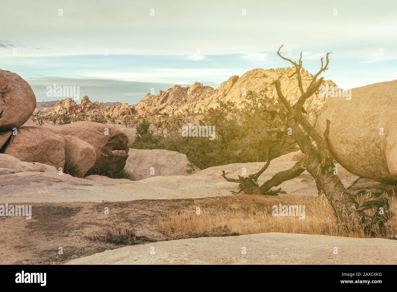 Felsformationen und die Landschaft im Joshua Tree National Park, Kalifornien, Vereinigte Staaten. Stockfoto