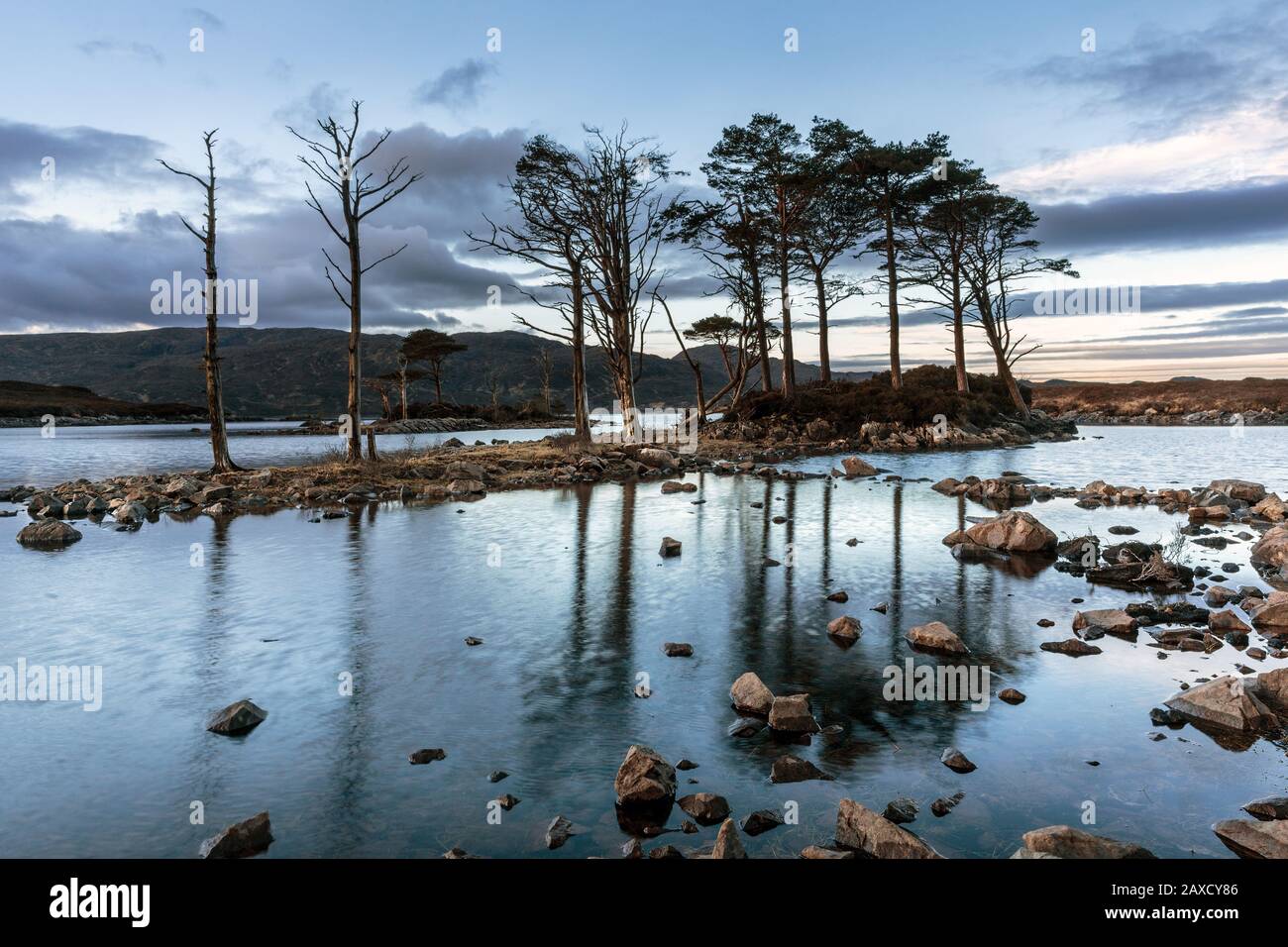 Der gebürtige Schotten Pine Trees auf einer Insel im Loch Assynt, einem Süßwasserloch in Sutherland, Scottish Higlands. Stockfoto