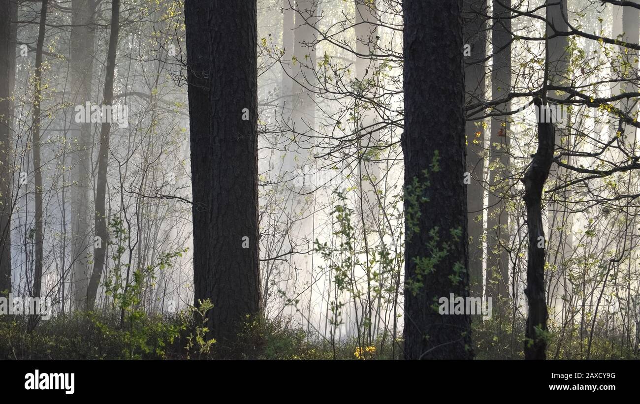 Die rauchige Umgebung in einem brennenden Wald. Trockene Witterungsbedingungen, die das Brandrisiko in Gehölzen erhöhen. Typischer Frühling bis zur Sommersaison Landschaftsbau Stockfoto