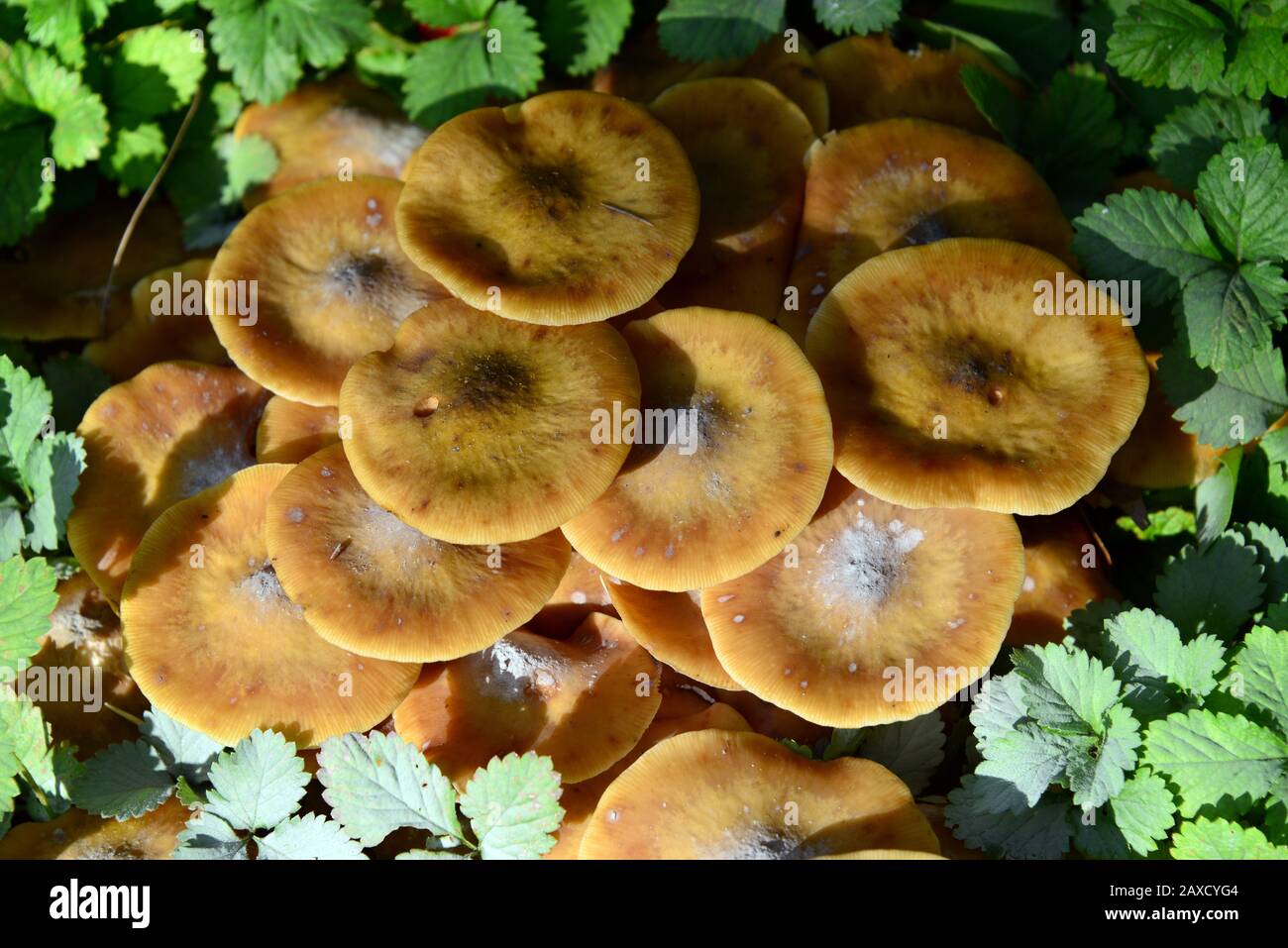 Honigpilz, Honiggelber Hallimasch, Armillaria mellea, gyűrűs tuskógomba Stockfoto