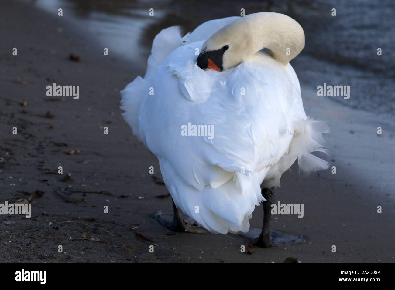 "Mute Swan Keeping warm" Stockfoto