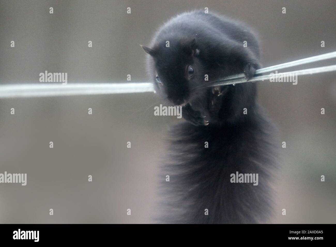 Schwarzes Squirrel, das von der Wäscheleine hängt Stockfoto