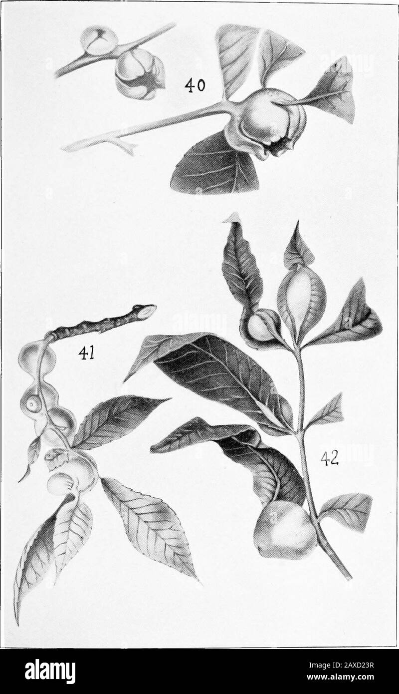 Nordamerikanische Phylloxerae, die Hicoria (Carya) und andere Bäume betreffen. Platte VII.Phylloxera c-caulis Fitch.Abb. 40. Ausgewachsene Gallen, typische Form-natürliche Größe. Phylloxera c.-magnum Shimer, var. Abb. 41. Ausgewachsene Galls - natürliche Größe.Abb. 42. Ausgewachsene Einkaufszentren - natürliche Größe. Platte Vn. Platte VII.Phylloxera spinosum Shimer, var.: Abb. 43. Junge Gallen -unreif.Abb. 44. Ausgereifte Gall-natürliche Größe. Phylloxera perniciosa Pergande, n. SP. Abb. 45. Ausgewachsene Einkaufszentren - natürliche Größe. PLATTE VIE Stockfoto