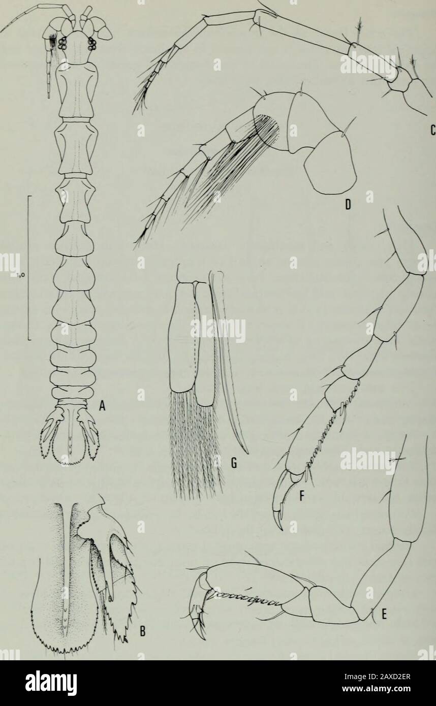 Annals of the South African MuseumAnnale van die Suid-Afrikaanse Museum. S; flagellum 6-segmented. Pereiopod i dactylus mit gut entwickelten Unguis; Propodus zwei und eine Halbzeit länger als breit, ventraler Rand mit einer distalen Wirbelsäule plus 10 kleinsäuligen Stacheln; Karpus kurz, dreieckig. Die folgenden Pereiopoden ähneln im Wesentlichen dem Pereiopod I, aber mit Karpisleicht längeren, nicht unterfahrenden Propodi. Pleopod 2 mit streckendem rami, Exopod mit sechs schlanken Setae, Endopodmit vier Setae und säbelförmigem Stylet am inneren Rand, der gut beyondapex von Ramus erreicht, apisch akut. Uropoden an Stockfoto