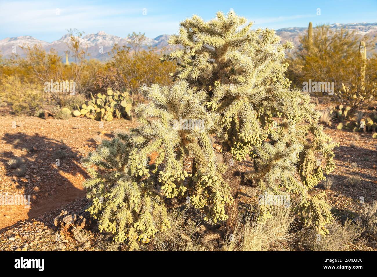 Kettenobst Cholla, Cylindropuntia fulgida, Saguaro-Nationalpark, Tucson, Arizona, Vereinigte Staaten. Stockfoto
