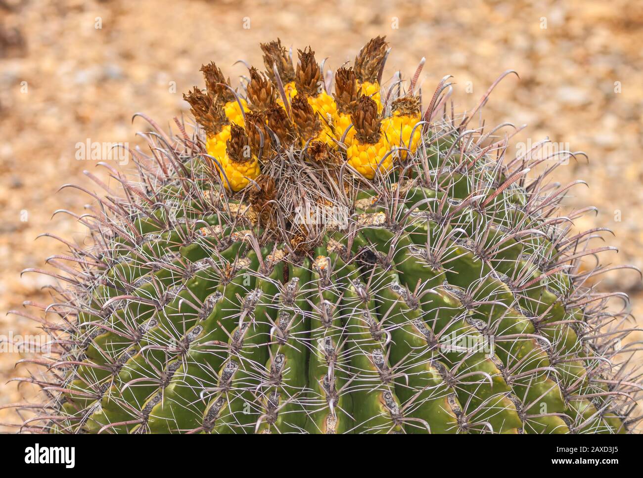 Gefährdete Pflanzenarten Fischhook Barrel Cactus Ferocactus wislizeni, mit Obst, im Winter Saguaro National Park, Arizona, Vereinigte Staaten. Stockfoto