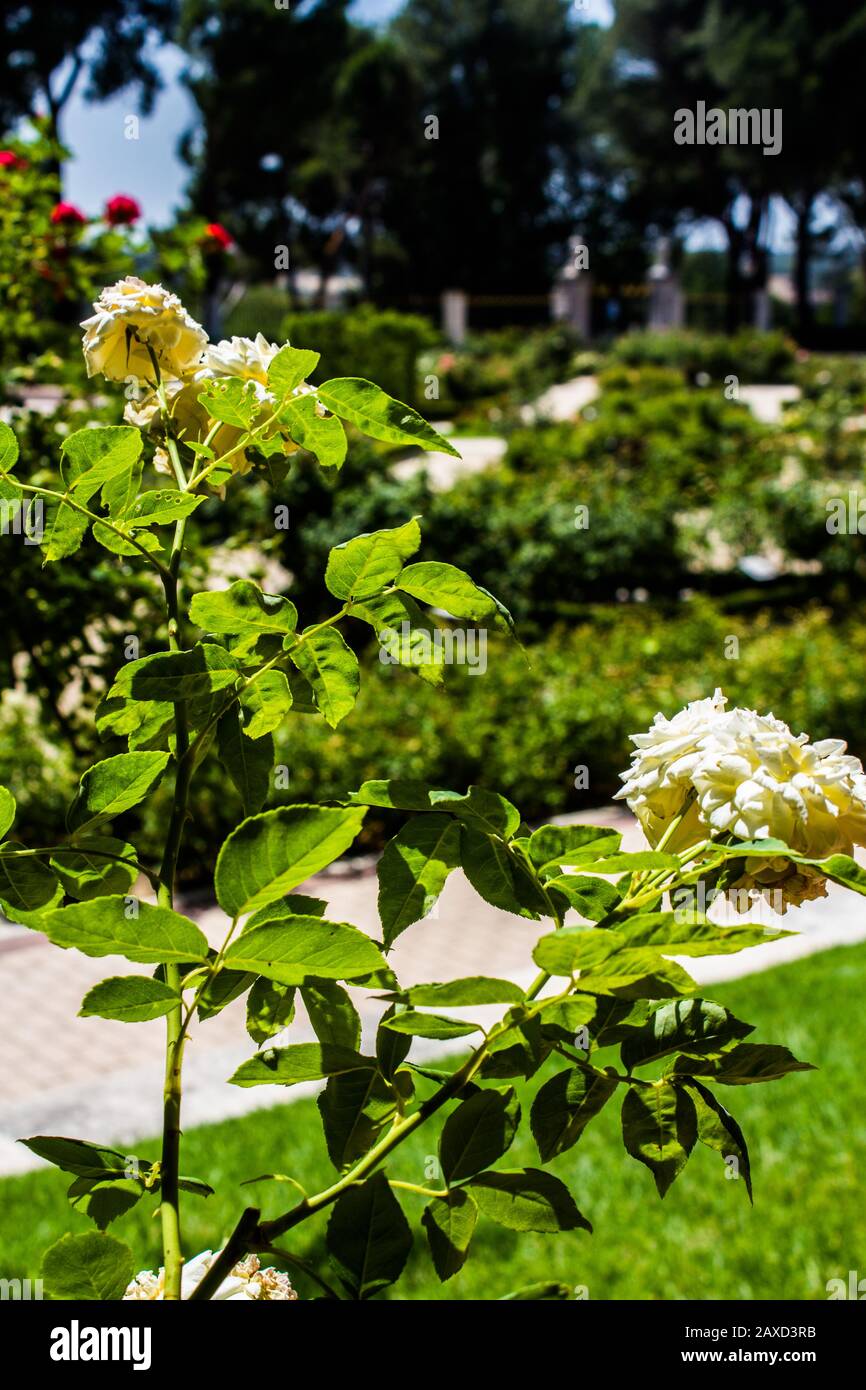 Rosaleda del Parque del Oeste, Madrid Stockfoto