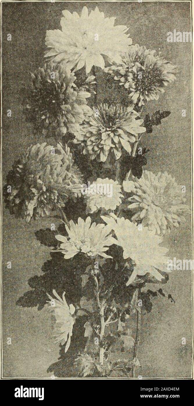 Dreers Gartenbuch: Siebzigjährige Ausgabe 1912 . Shasta Daisy Alaska. Eine Gruppe von Pompon Chrvsantbmums. Soeur Melanie. Reinweiß. St. Almo. Prächtiges Weiß. St. Illoria. Silberfarbene, gefräste Kronblätter. Strathmeath. Rosarot. Sonnenschein. Leuchtend goldgelb. Thalia. Weiß, gelbe Mitte. Tennyson. Reines Gelb. Die Nabe. Feinweiß. Tiber. Rot-braun, gelb gekippt. Trojaner. Kastanienbraun, mit gelber Mitte. Victor. Rosy-crimson. Veuve Clicquot. Ziegelrot, gelb umrandet. Preis, jeweils 10 cts.; 1 pro doz.; 0,00 USD pro 100. Setof 50 Sorten für 4,00 US-Dollar. HARnV CHR SAIVTHEMITMS. Burbanl<s Schast Stockfoto