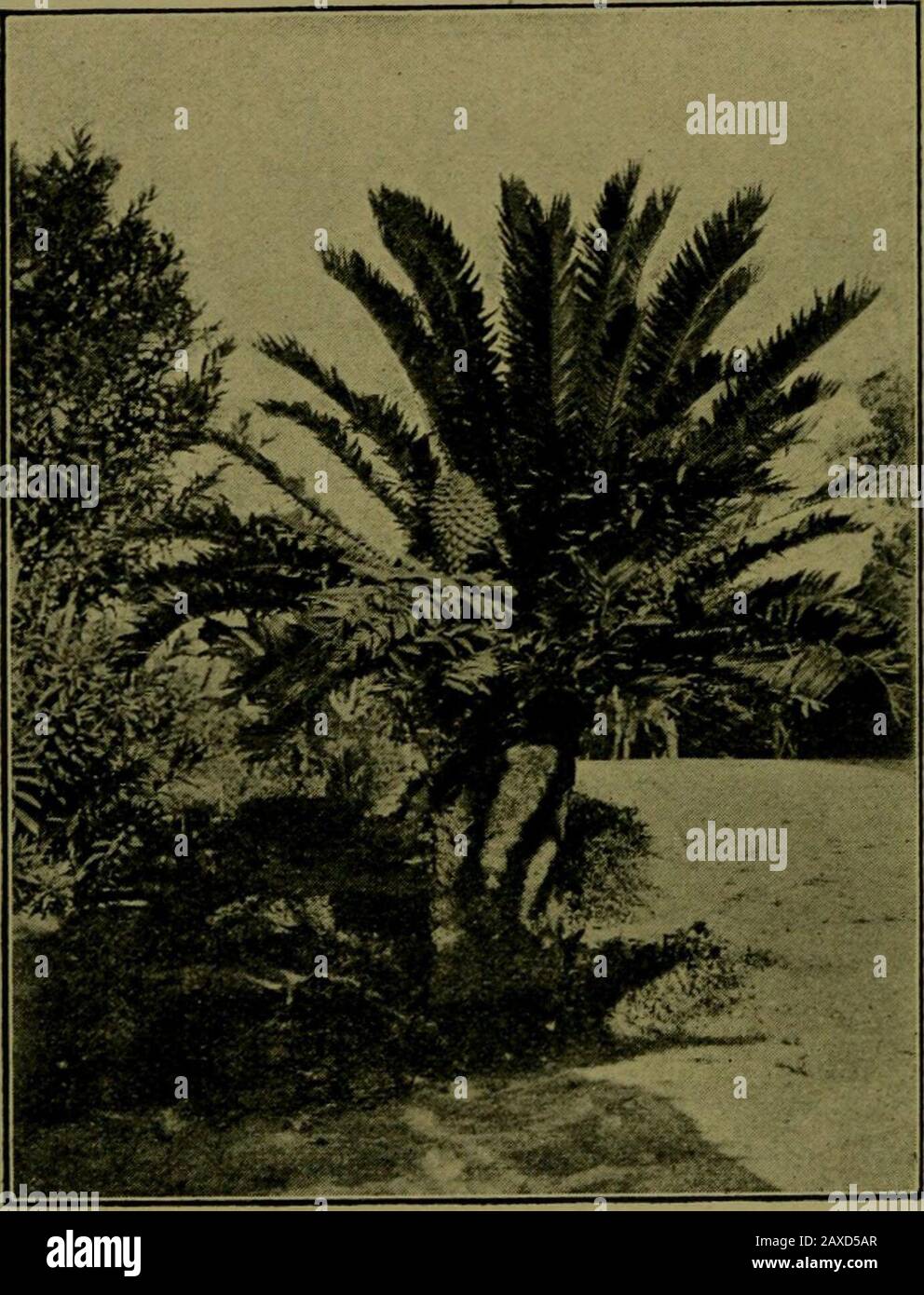 Pflanzen Und Ihre Wege In Sudafrika Abb 211 Encephalartos Villosusjl Ehm Staminatkegel Linke Seite Ovu Latter Kegel Rechte Seite Seedling Vielleicht Zwei Jahre Alt Miss Pegler Schwimmen In Einer Flussigkeit Die Aus Dem Pollenschlauch