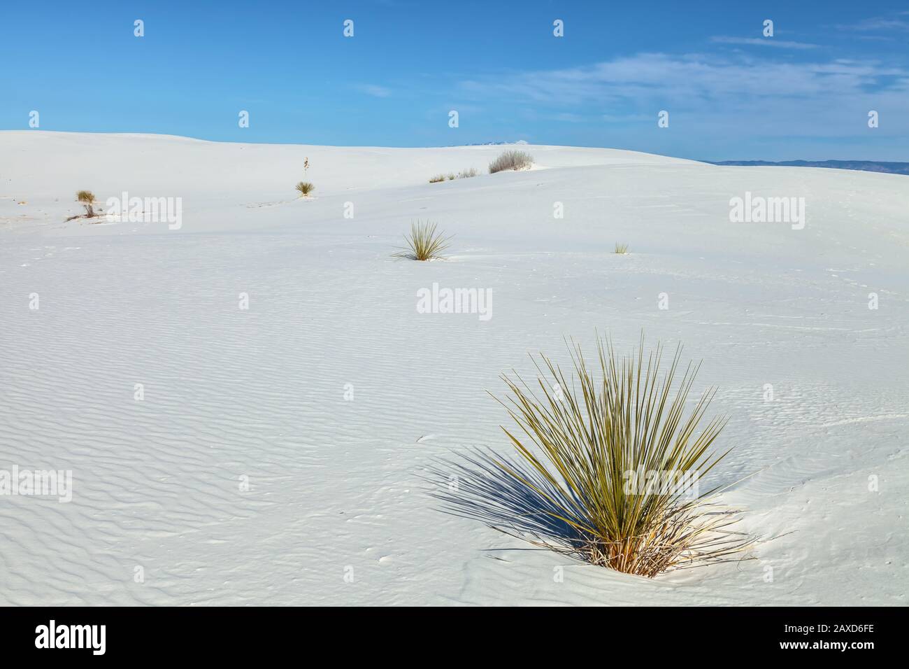 Soaptree Yucca elata wachsen im White Sand National Park, New Mexico, USA. Stockfoto