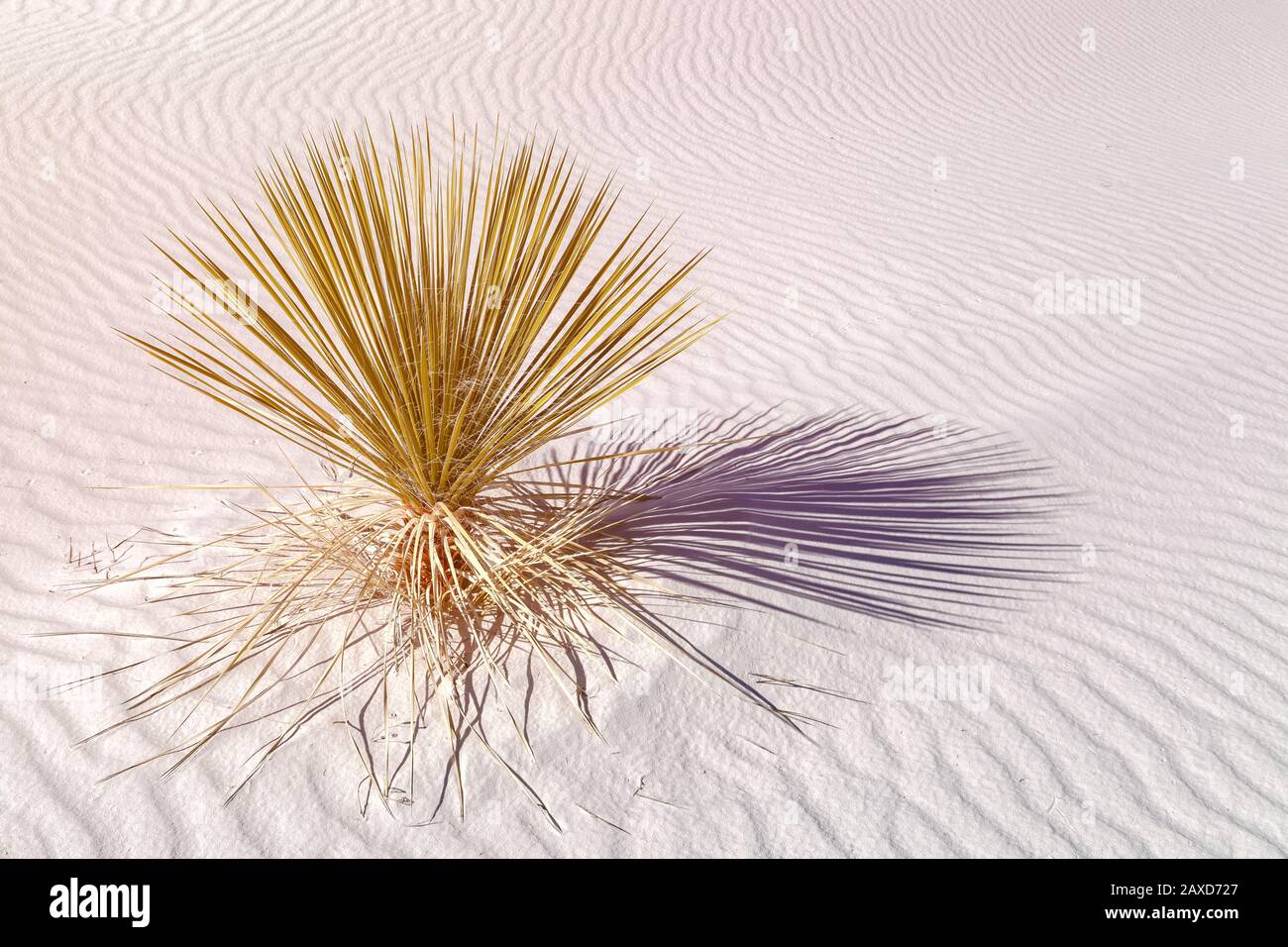 Soaptree Yucca, Yucca elata, wachsen im White Sand National Park, New Mexico, Vereinigte Staaten. Stockfoto