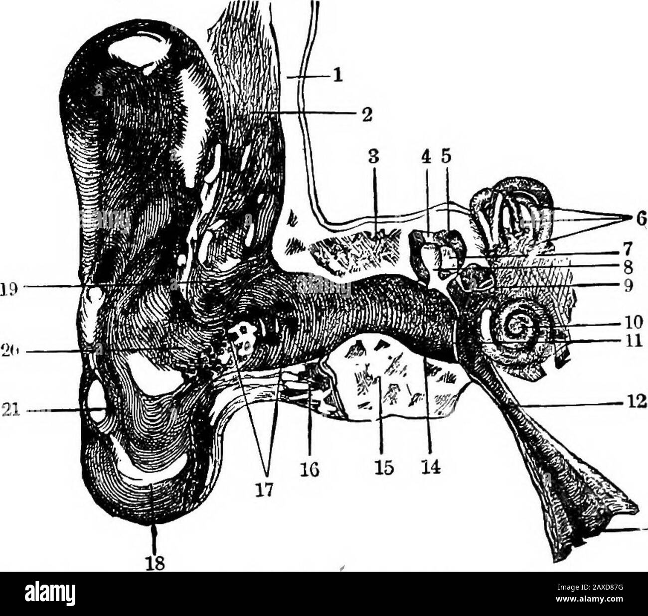 Wissenschaftliche Amusements . Das Ohr (außen) besteht aus dem Aurikel, dem  Ohrhörnchen, dem Gehörgang und dem Trommelkopf, der Ormembrana tympani. Das  Tympanon oder die Trommel befindet sich zwischen dem äußeren und dem