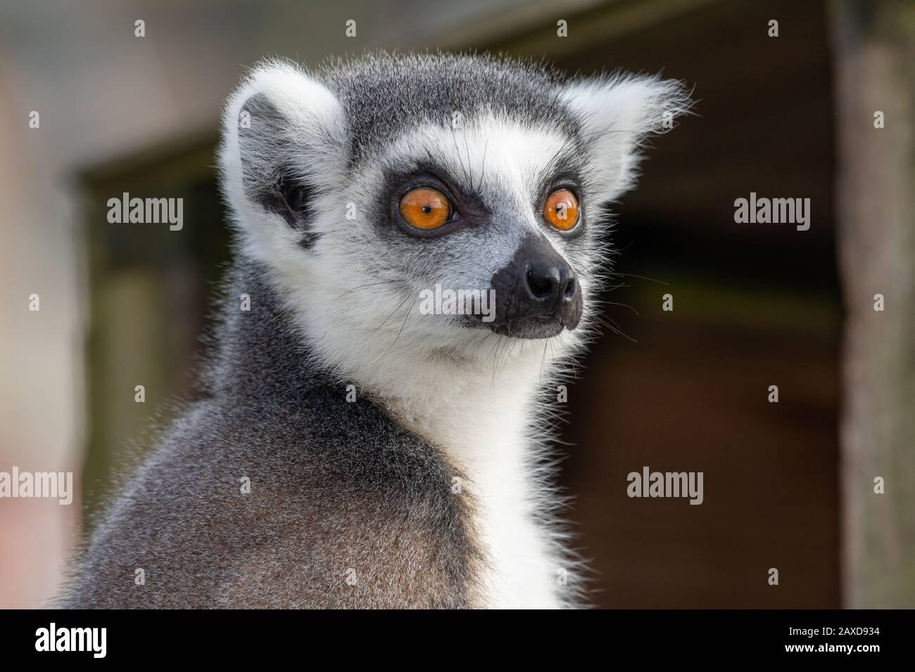 Kopfschuss von einem Ring verspotteten Lemur (Lemur catta). Stockfoto