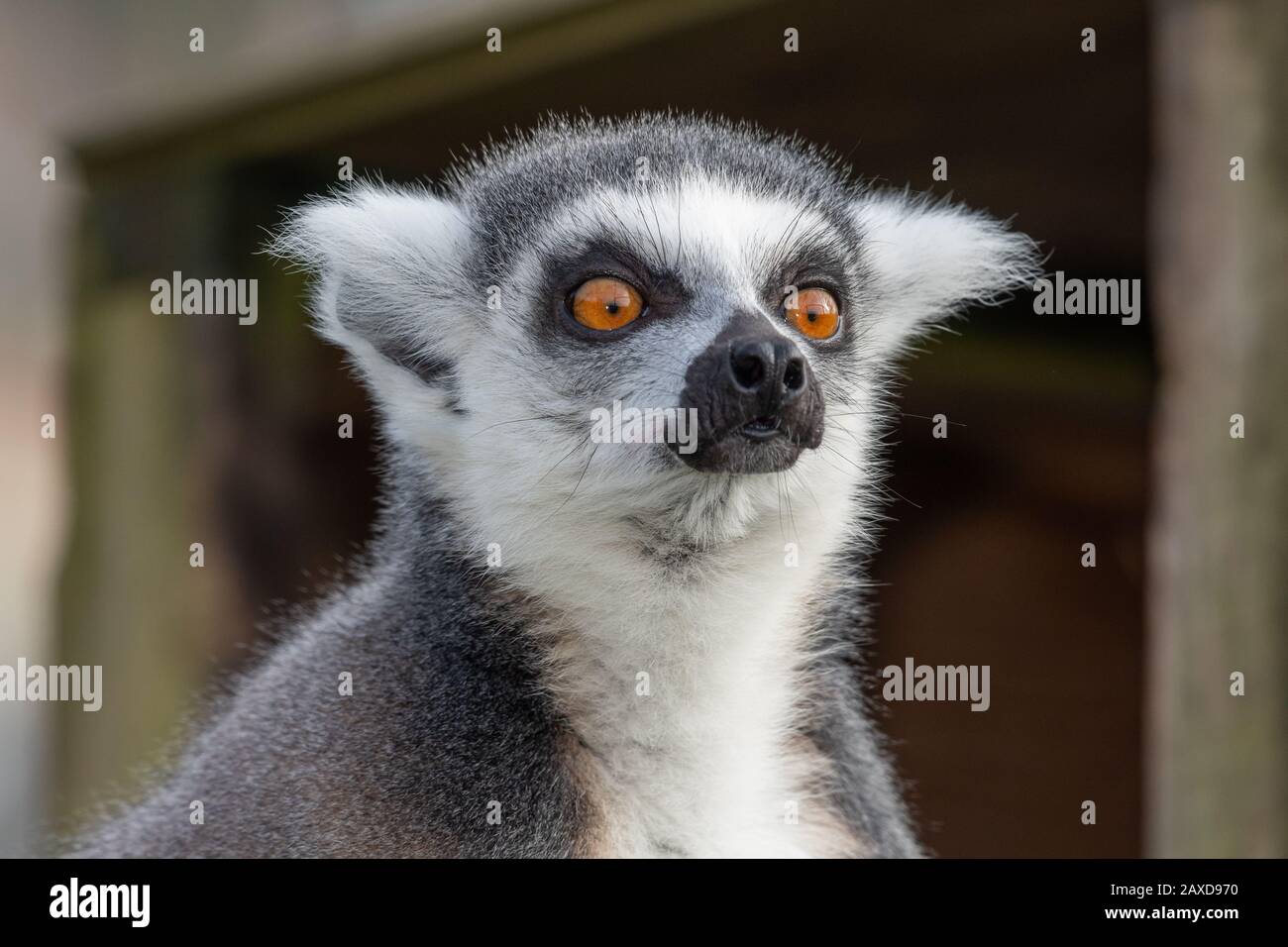 Kopfschuss von einem Ring verspotteten Lemur (Lemur catta). Stockfoto