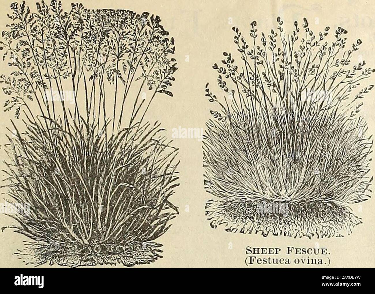 60 80 Pfund Stockfotos Und Bilder Kaufen Alamy