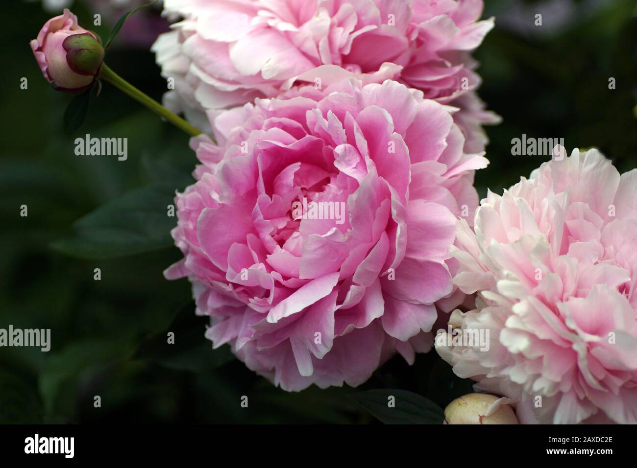 Paeonia lactiflora Sarah Bernhardt. Doppelzimmer Rosa Pfingstrose. Paeonia lactiflora (Chinesische Pfingstrose oder gemeinsamen Garten päonie). Vielen Blumen. Stockfoto