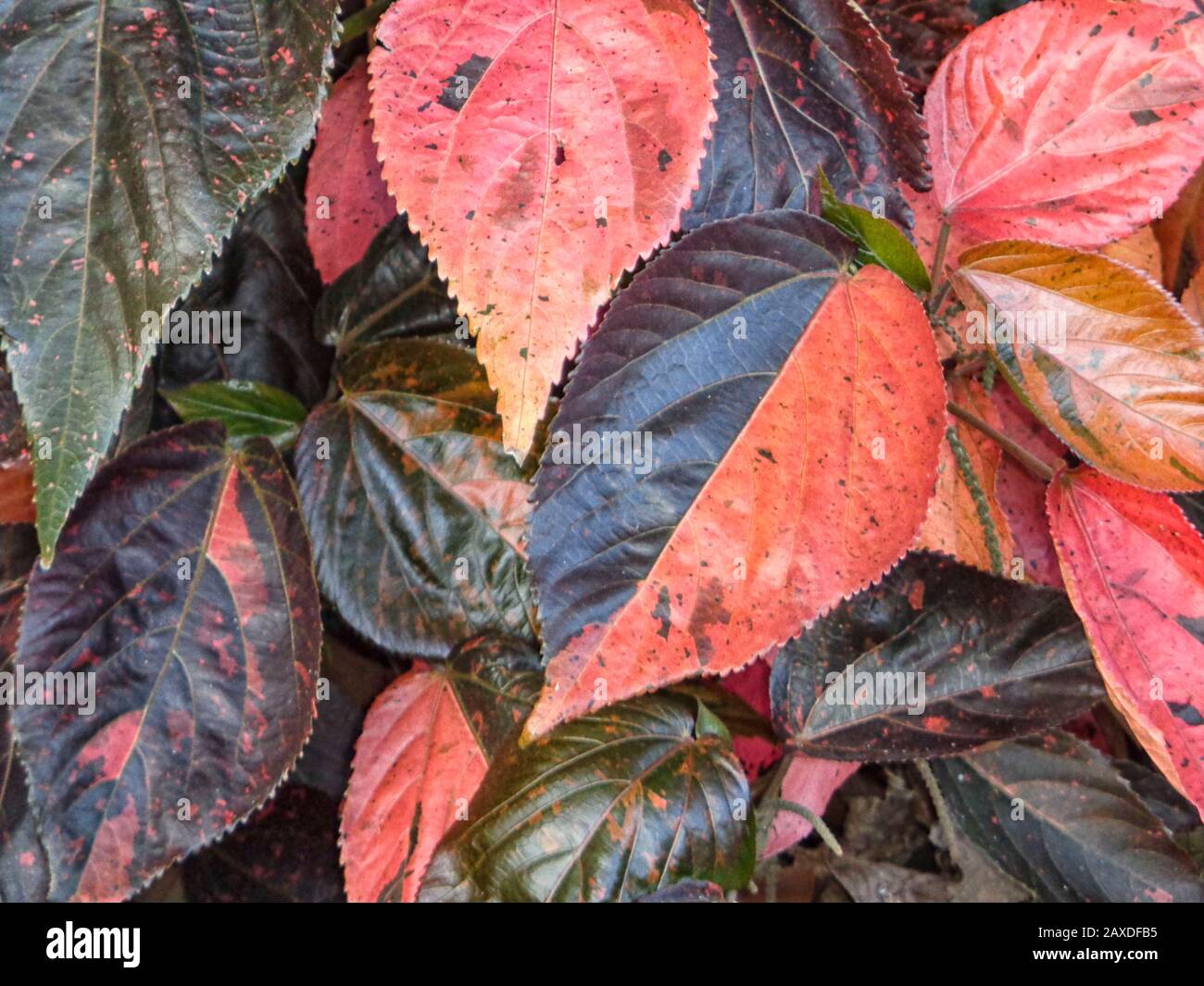 Natürliche Flora in einem Garten auf der Insel Madeira im Februar, Madeira, Portugal, Europäische Union Stockfoto