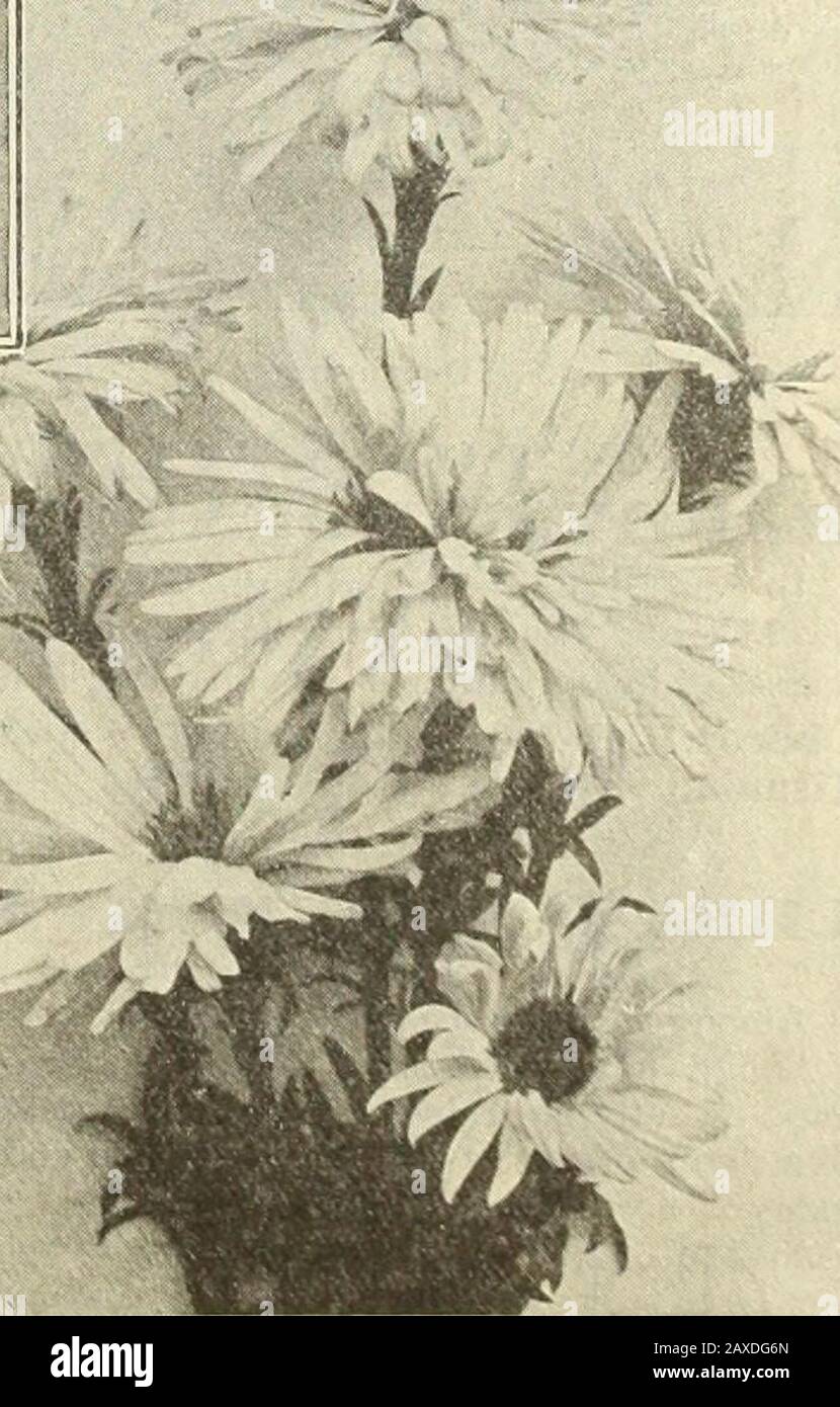 Dreers Gartenbuch: Siebzigjährige Ausgabe 1912. E Blumen von Ageratum-blau, ein angenehmer Schatten, (Siehe Schnitt.)Ljevis Baldur. Sehr große, leicht parma-violette, pflanzliche Veryuniform in Angewohnheit des Wachstums, etwa 2 Fuß hoch und im September mit einem Glanz der Blüte bedeckt.Sub=CCEruleus. Ganz anders in der Gewohnheit, indem sie einen dichten Büschel langer grüner Blätter bildet, aus denen manyleafleose Stiele etwa 12 Zoll hoch herausgeben, die im Juni und Juli tragen, wenn wenige Sorten in Blumen sind, massive Blumen 3 Zoll im Durchmesser von einem unangenehmen Farbton von bläulich-violett, mit goldenem Zentrum.Thompson! Nana. Ein Stockfoto