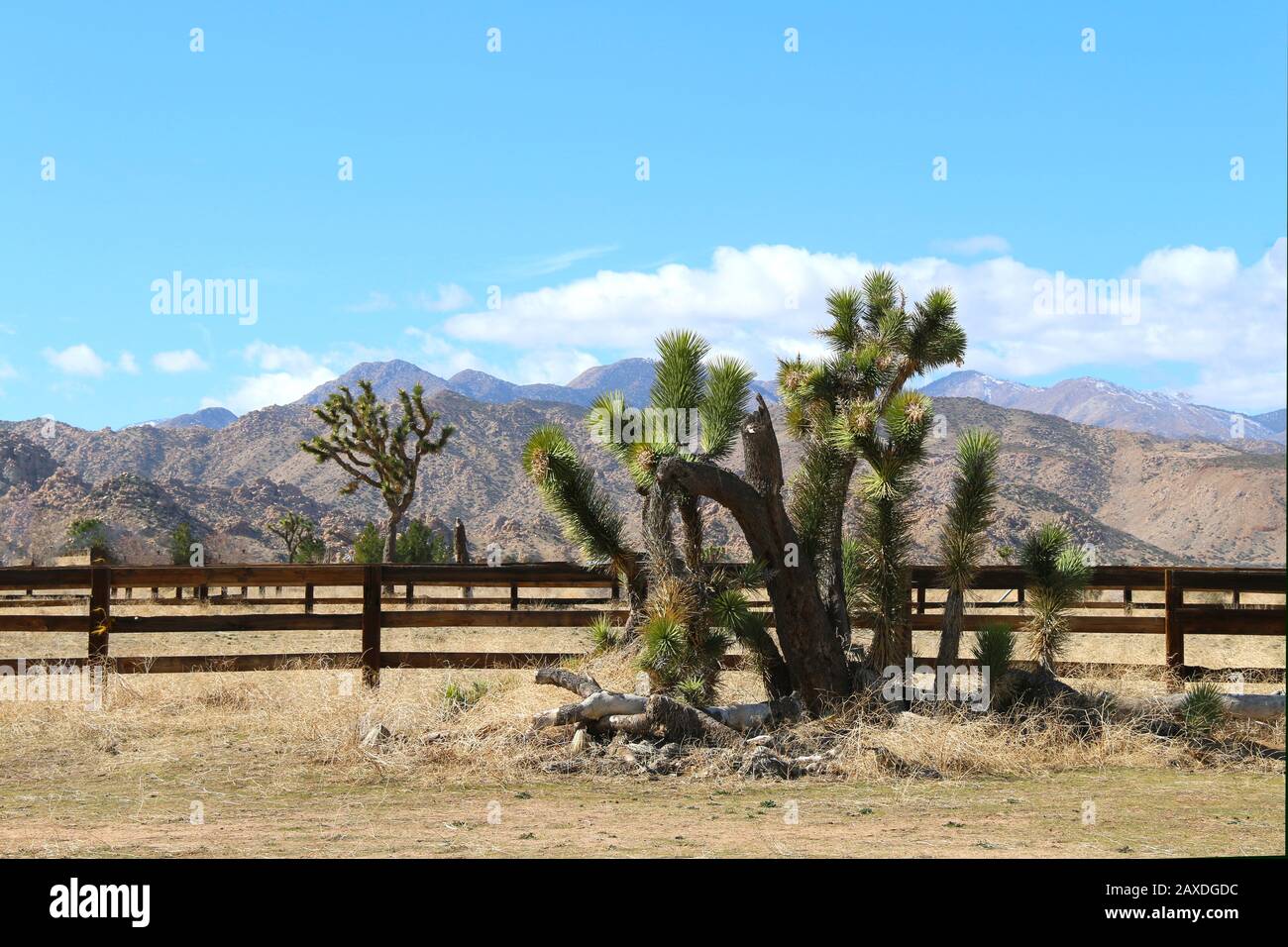 Eine westliche Ranch und Yucca-Baum in der Nähe eines Zauns Stockfoto